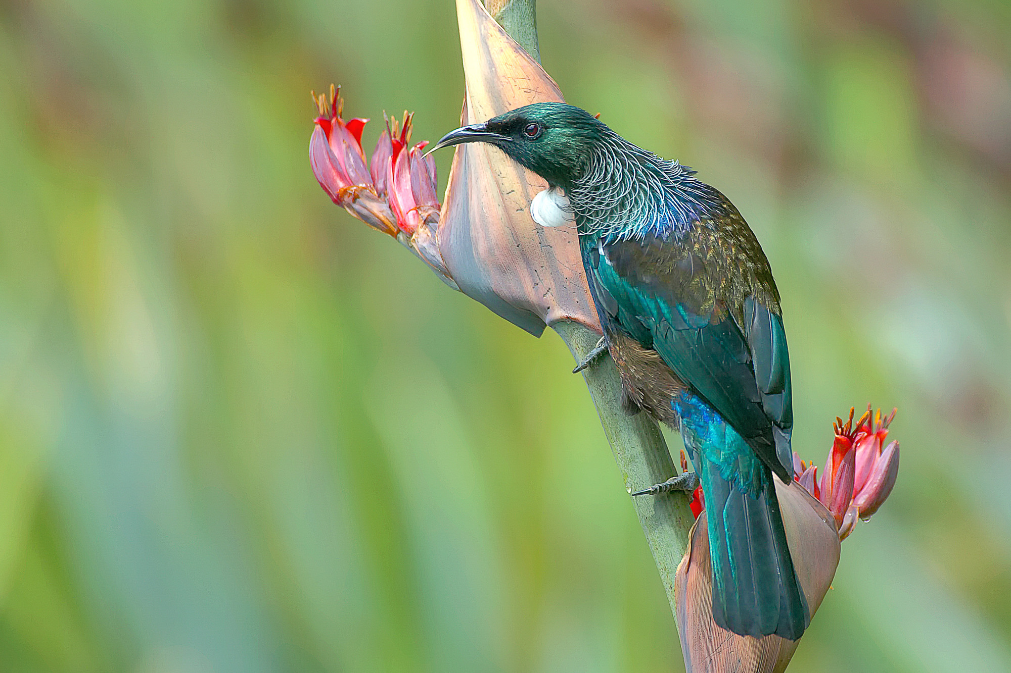 tui, New Zealand
