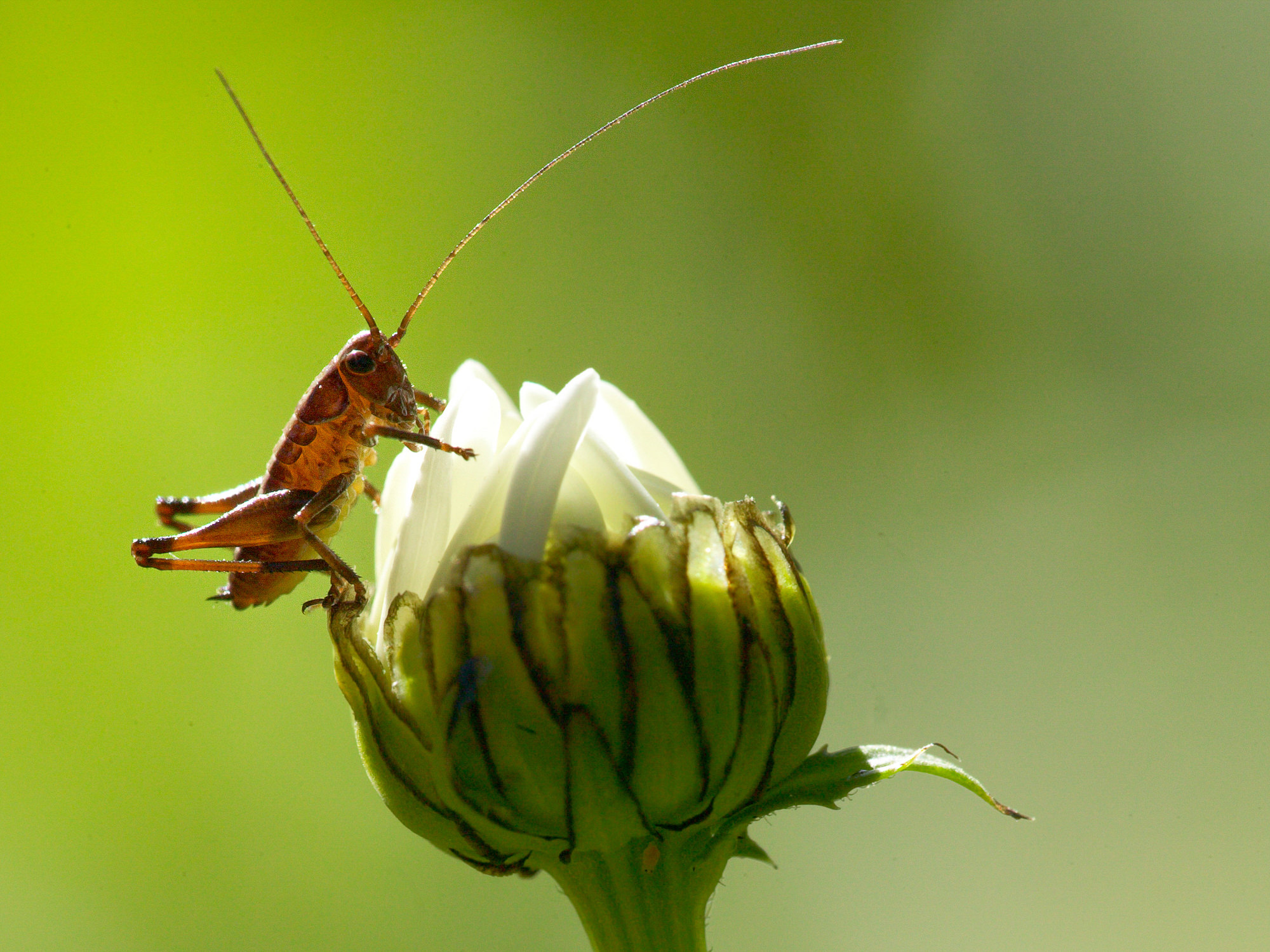 Insekten & Amphibien