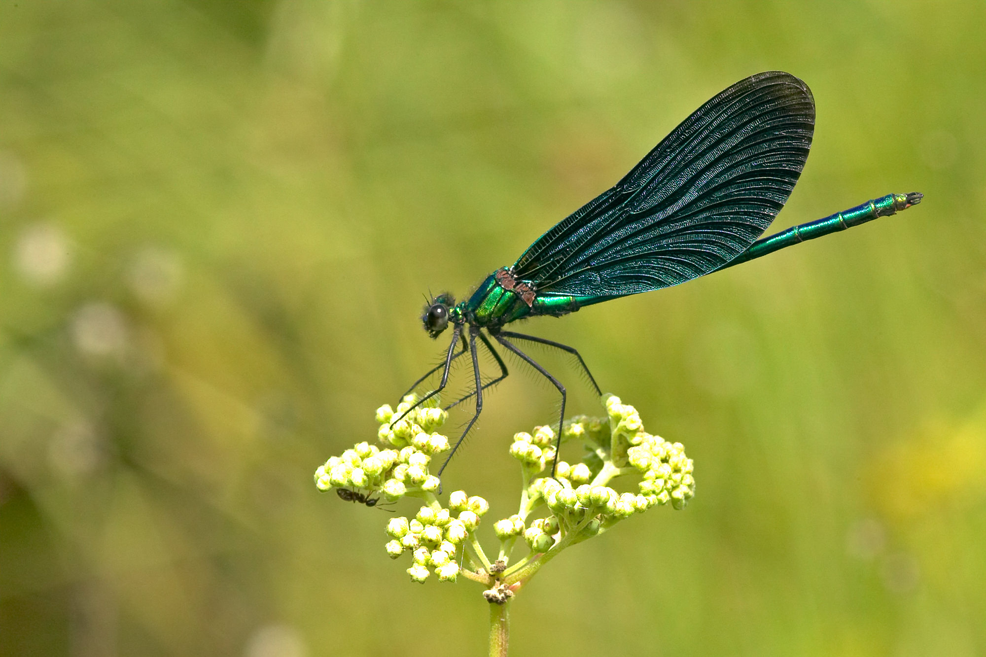 Blauflügelprachtlibellen