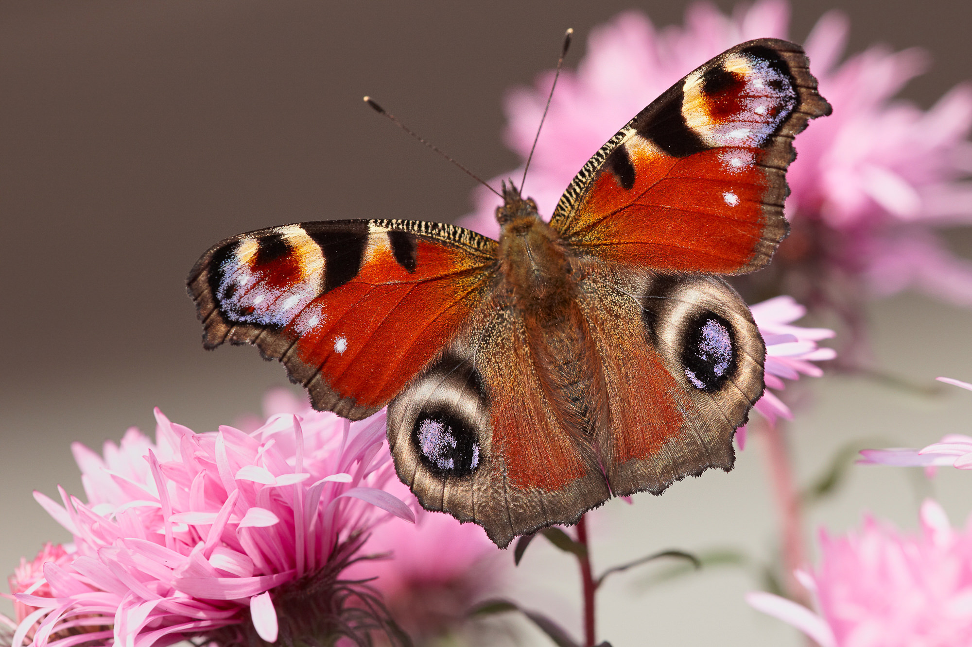 Einheimische Schmetterlinge