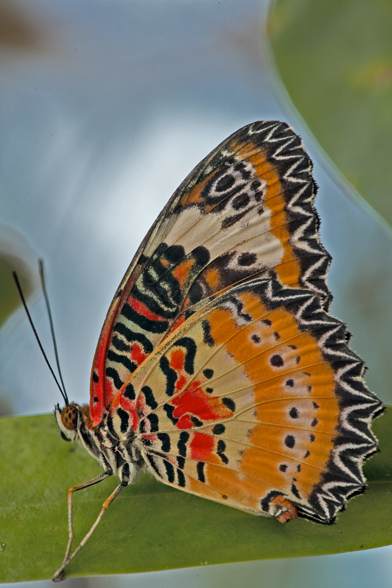 Filigree butterfly or braid butterfly / Cethosia biblis