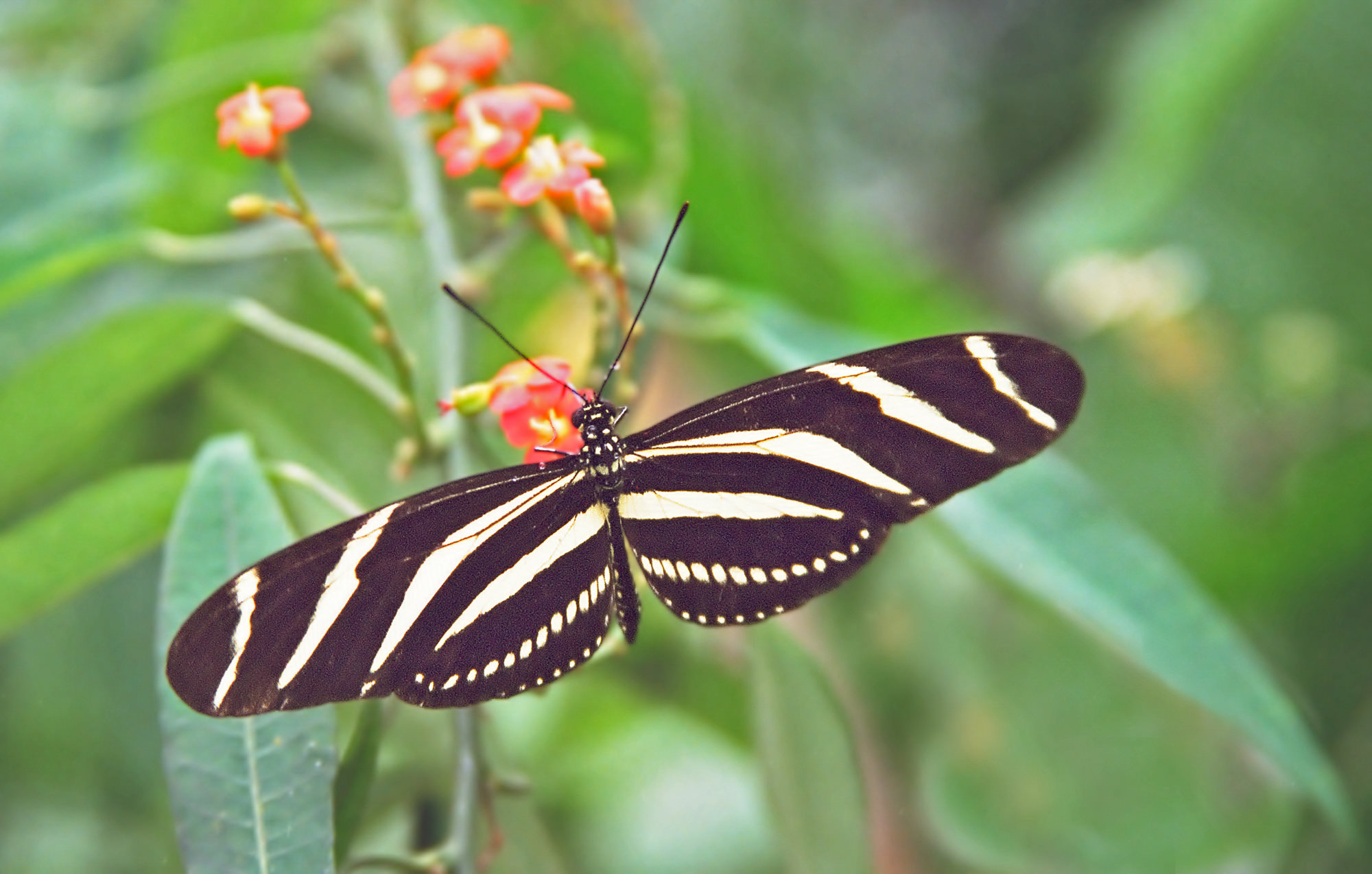 Zebrafalter / Heliconius charitonius