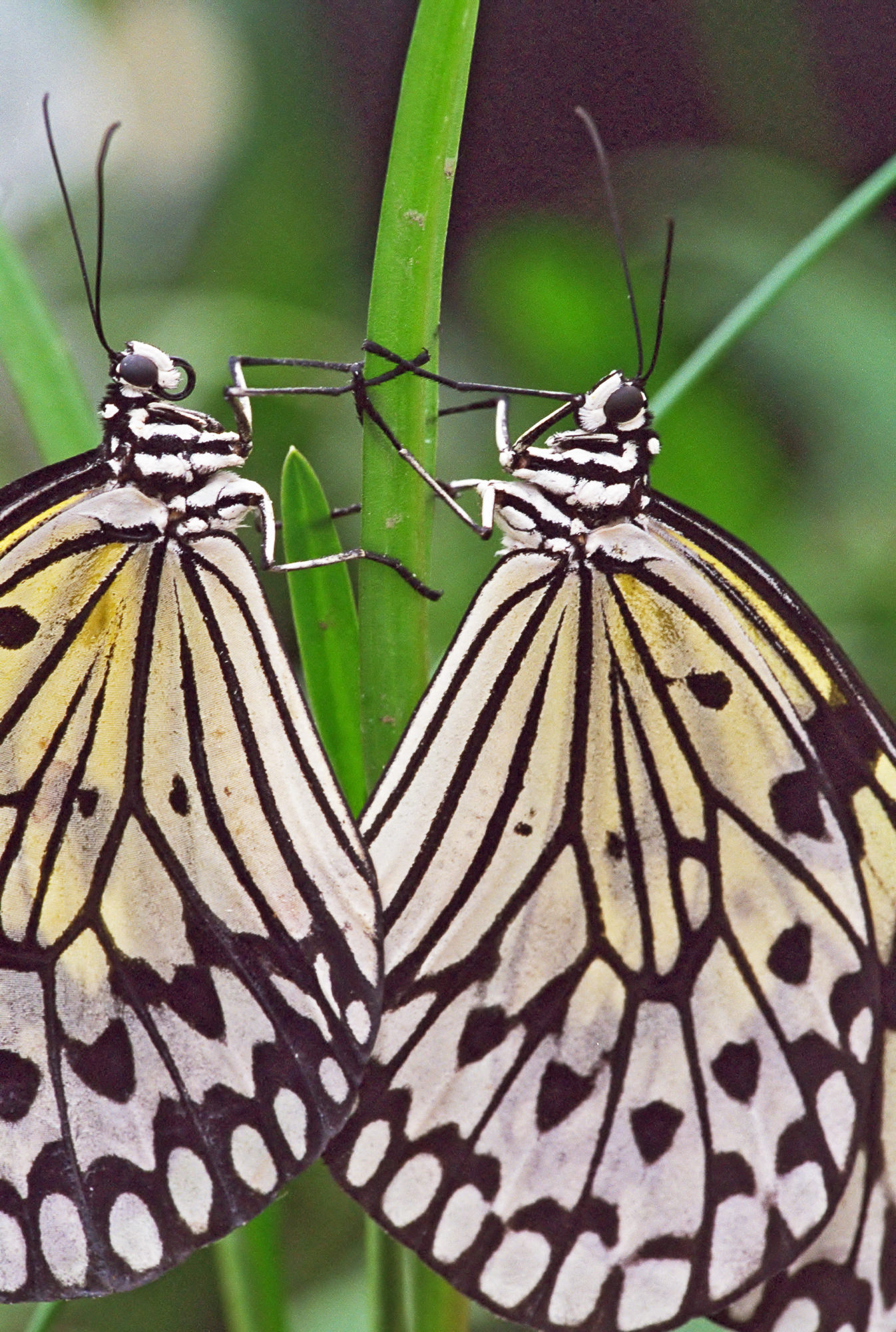 Baumnymphe / Idea leuconoe