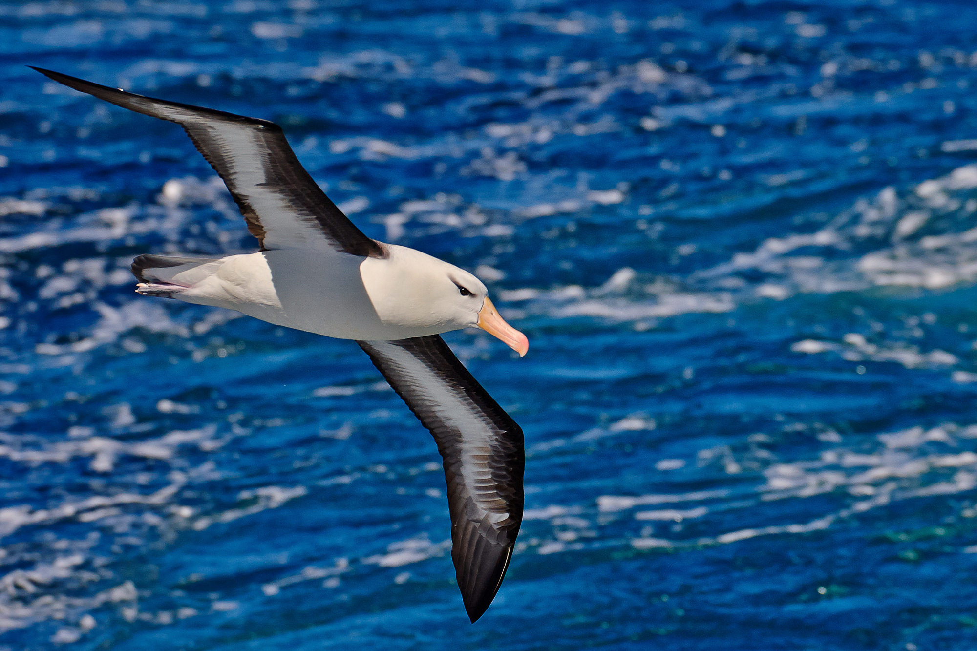 Wanderalbatros
