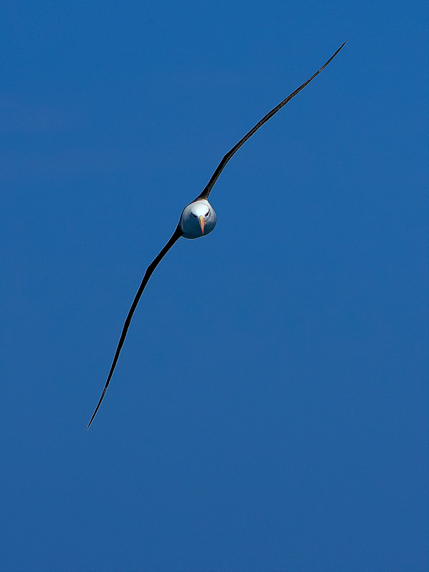 Wanderalbatros