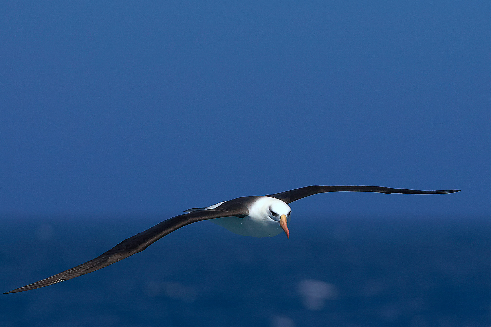 Wanderalbatros