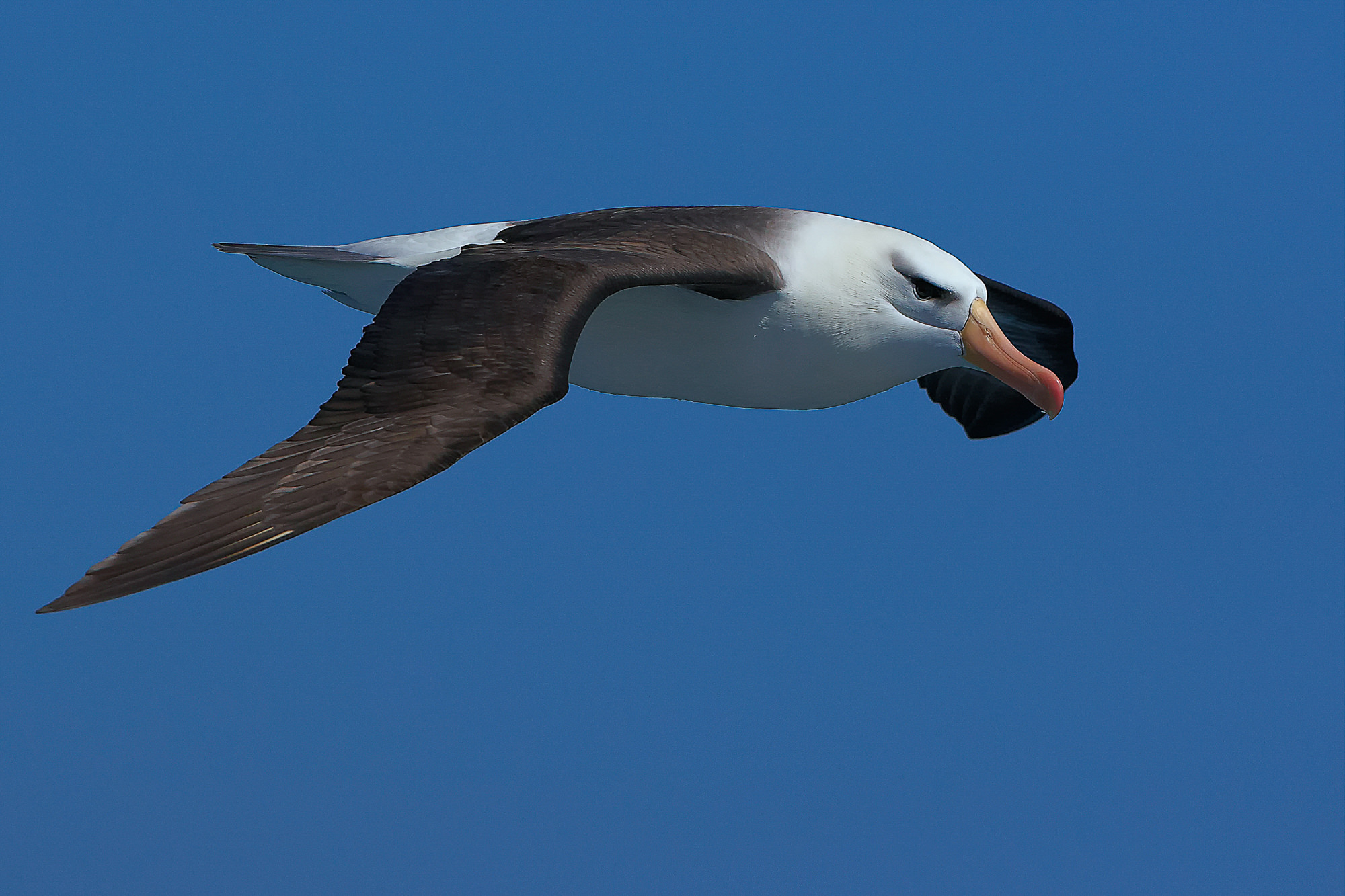 Wanderalbatros