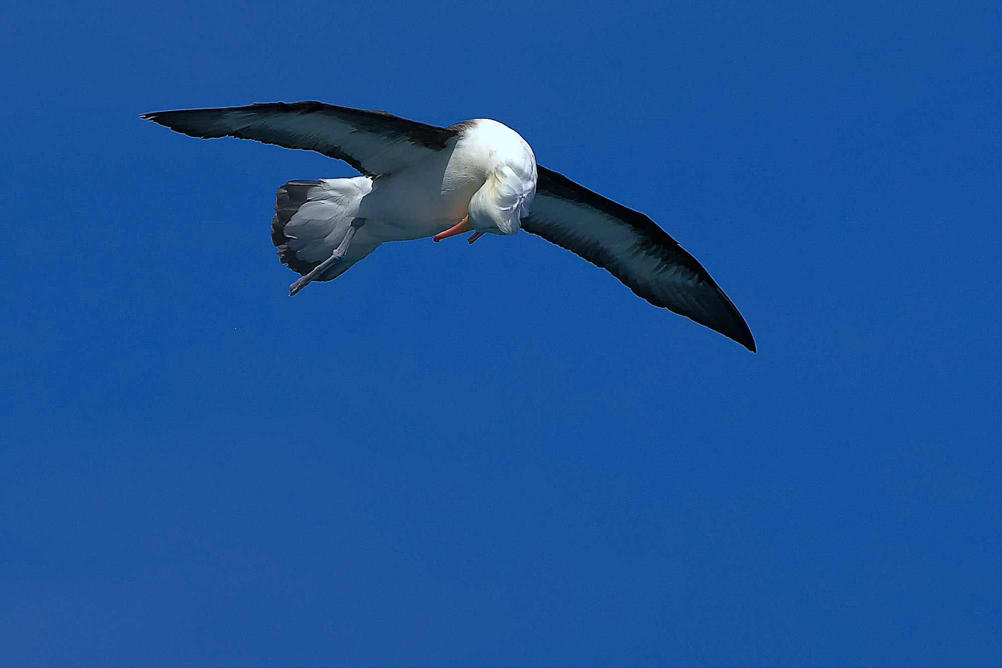 fliegender Wanderalbatros blickt auf verlorene Nahrung zurück