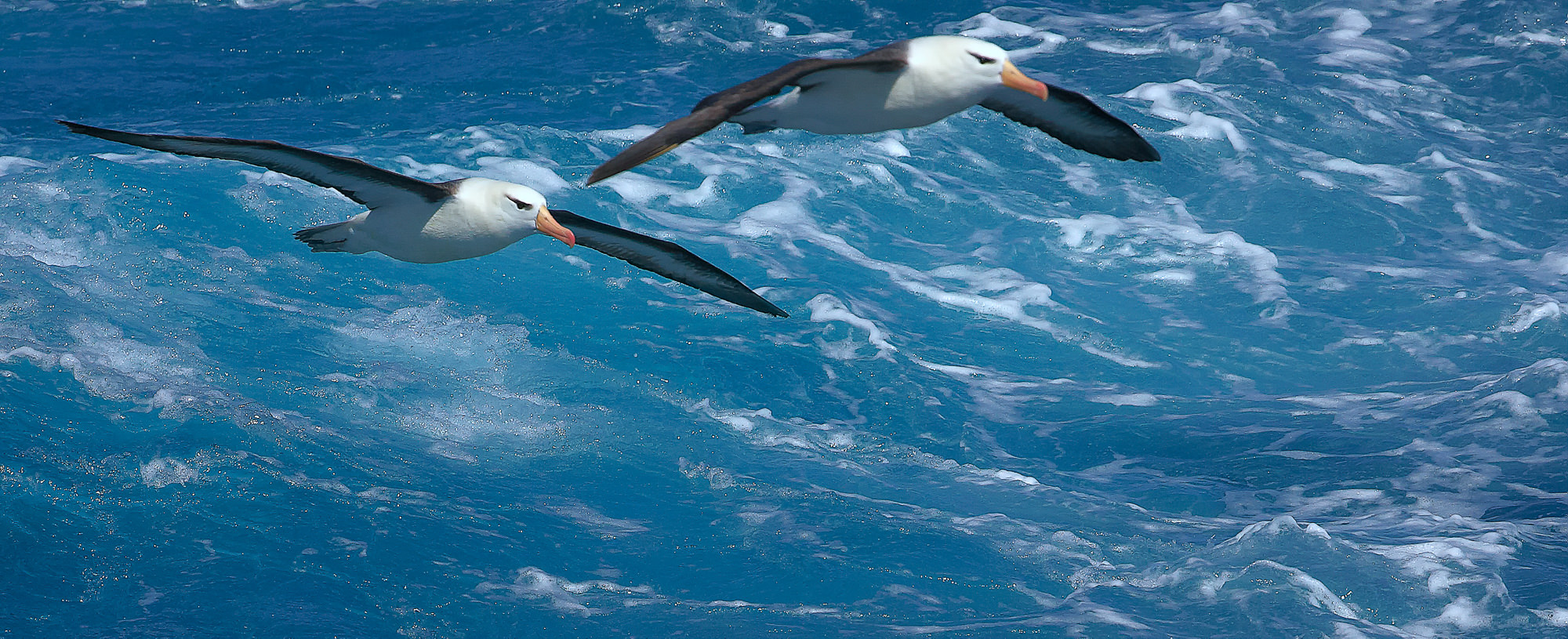 Wanderalbatros