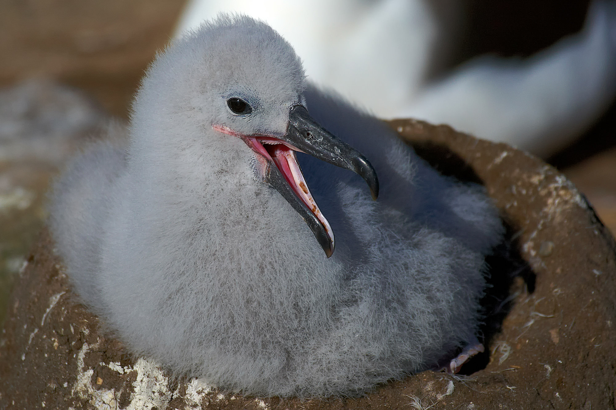 Wanderalbatros Küken
