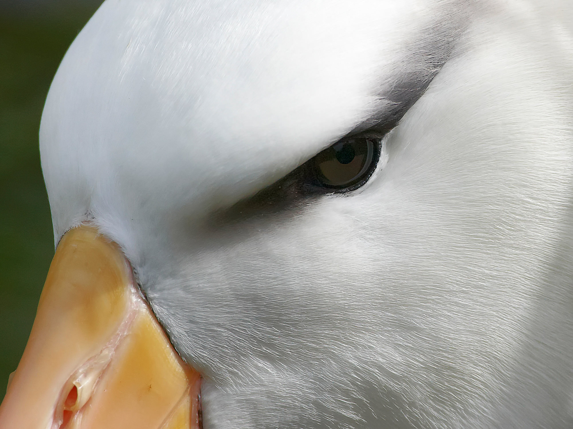 Wanderalbatros