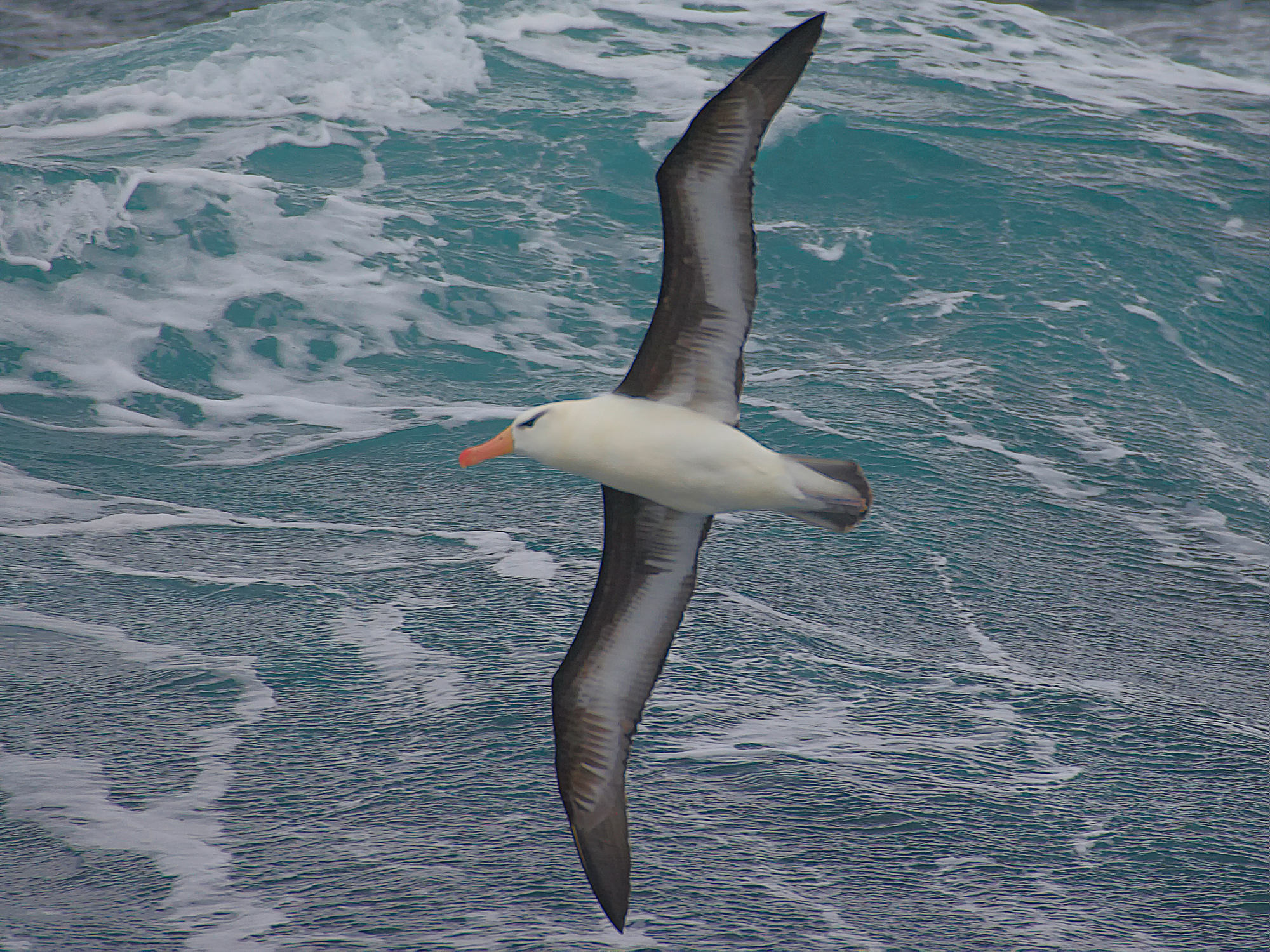 Wanderalbatros