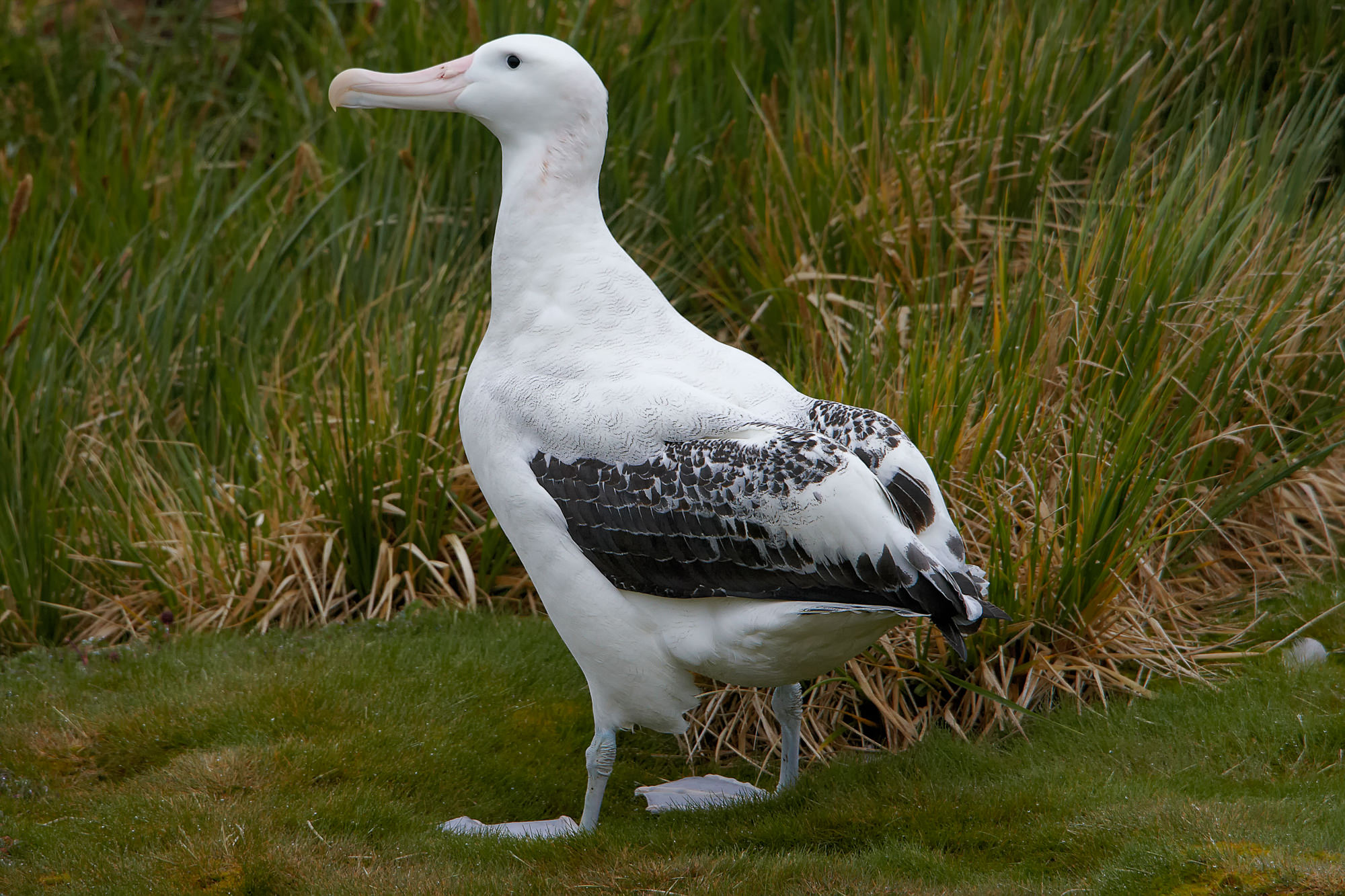 Wanderalbatros