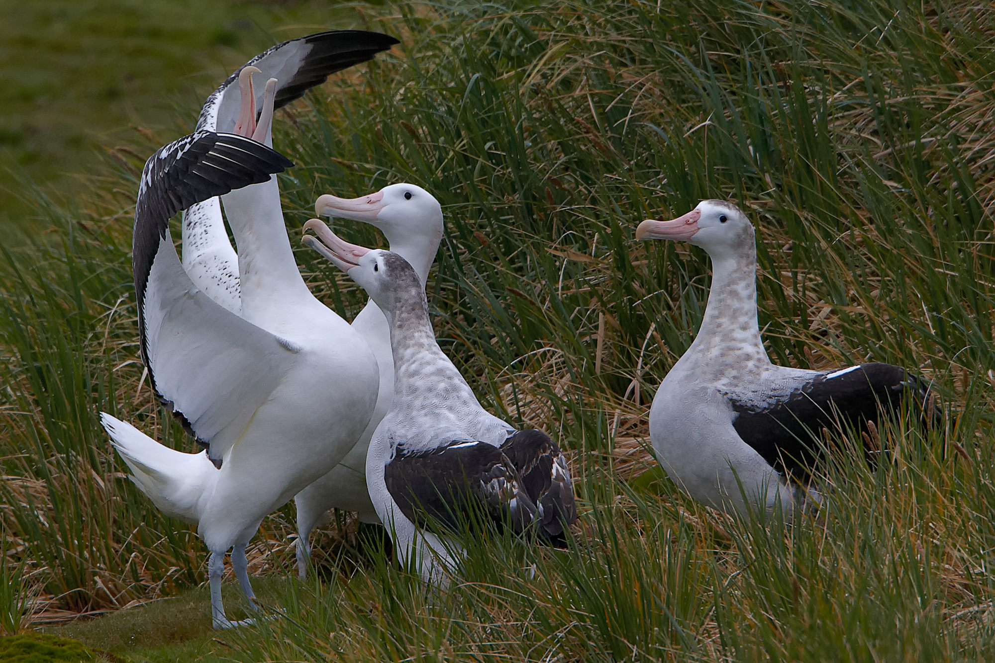 balzender Wanderalbatros, Prion Island, Süd Georgien