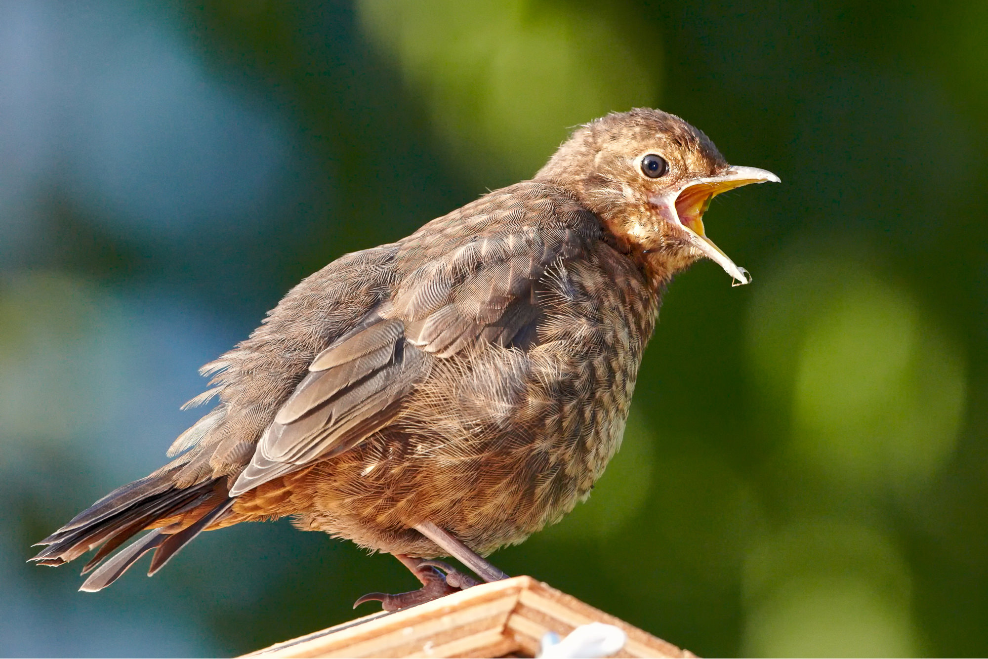 junge Amsel