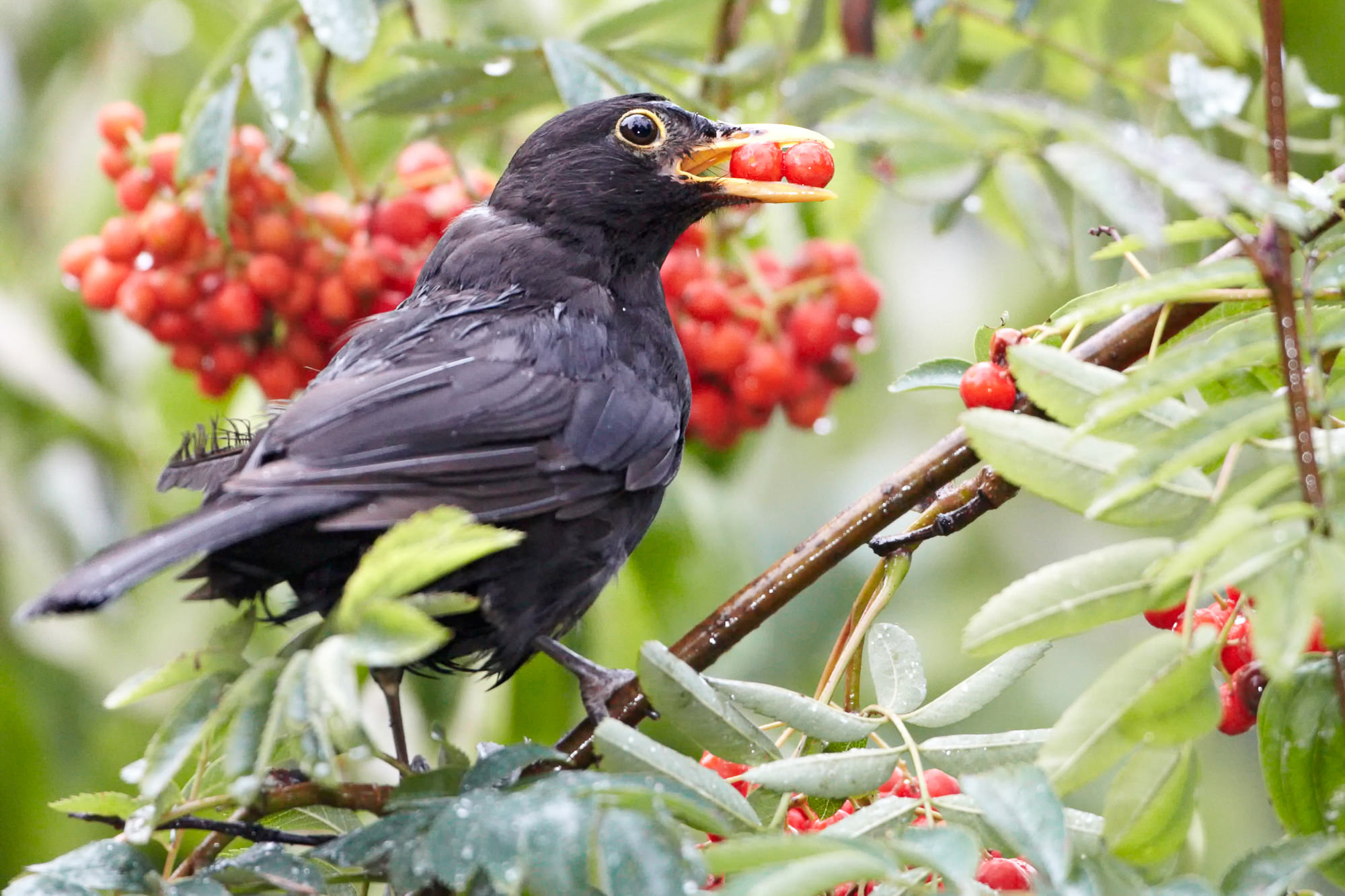 Amsel im Vogelbeerbaum