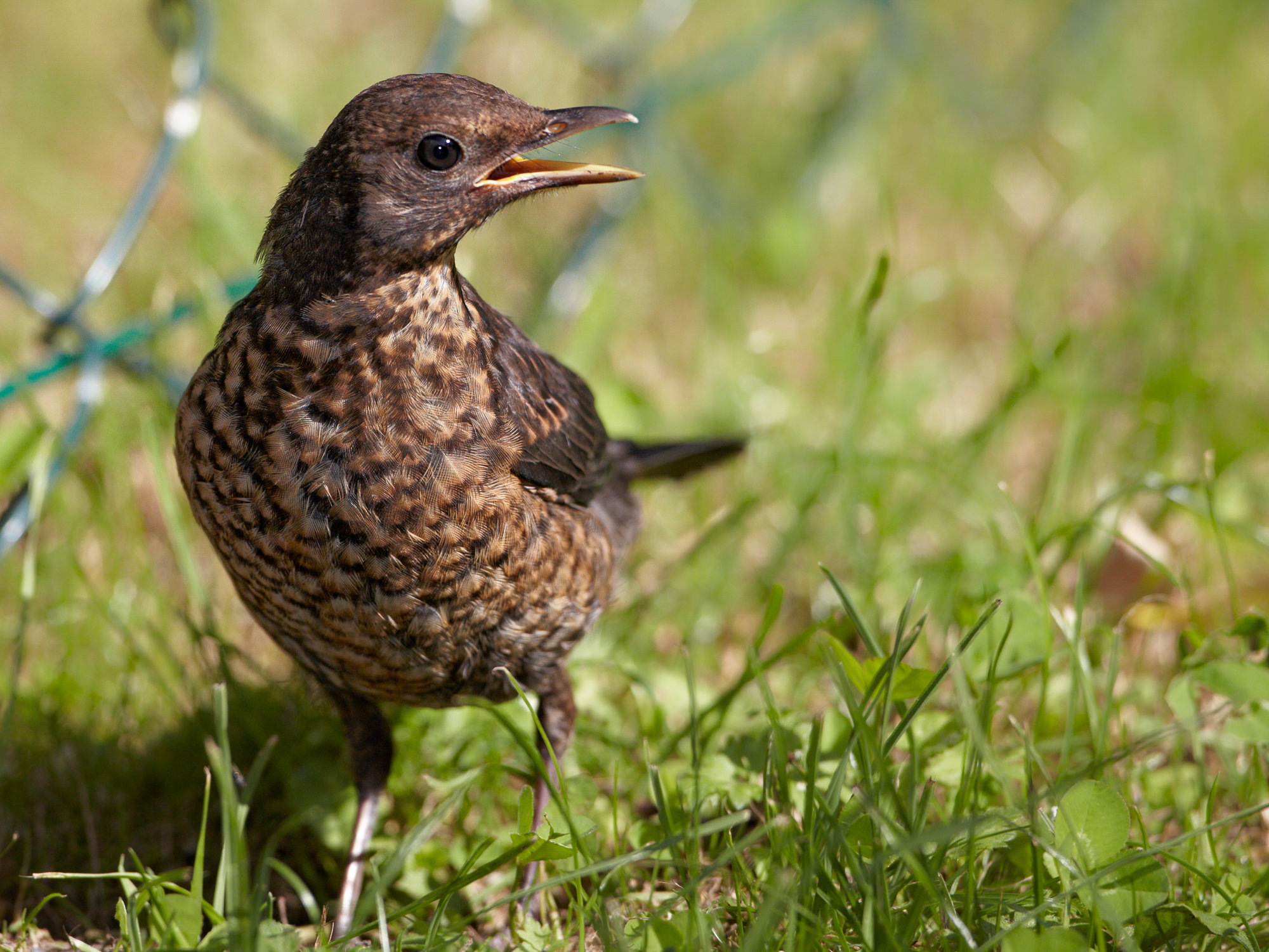 junge Amsel