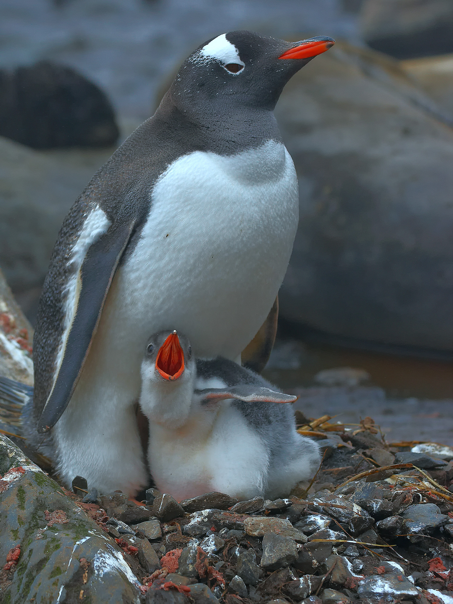 Eselspinguin mit Küken