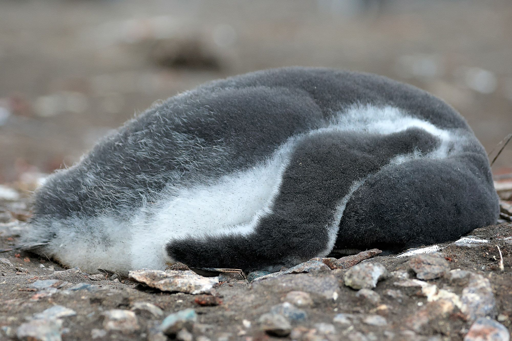 Kinderstube der Eselspinguine