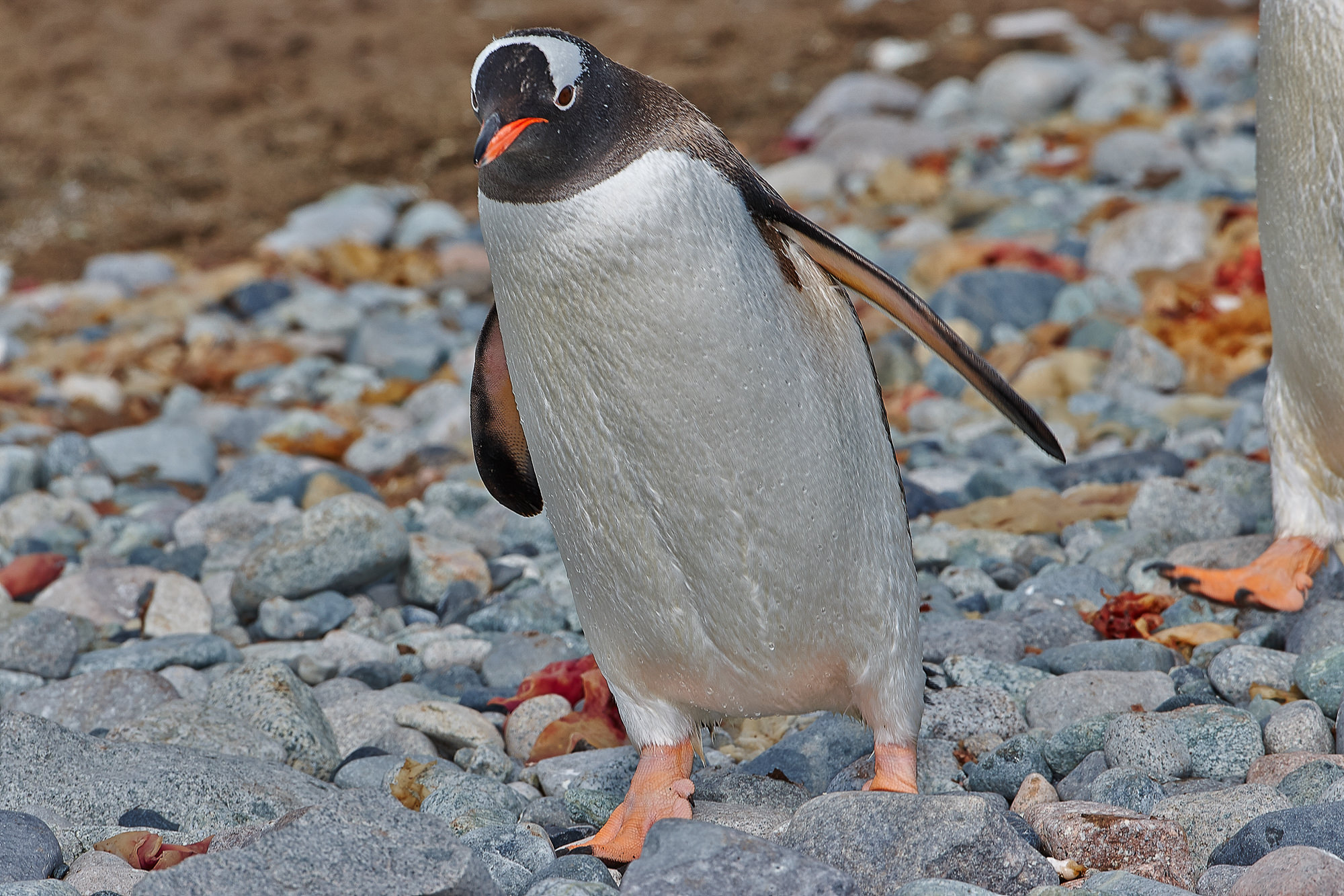Eselspinguin