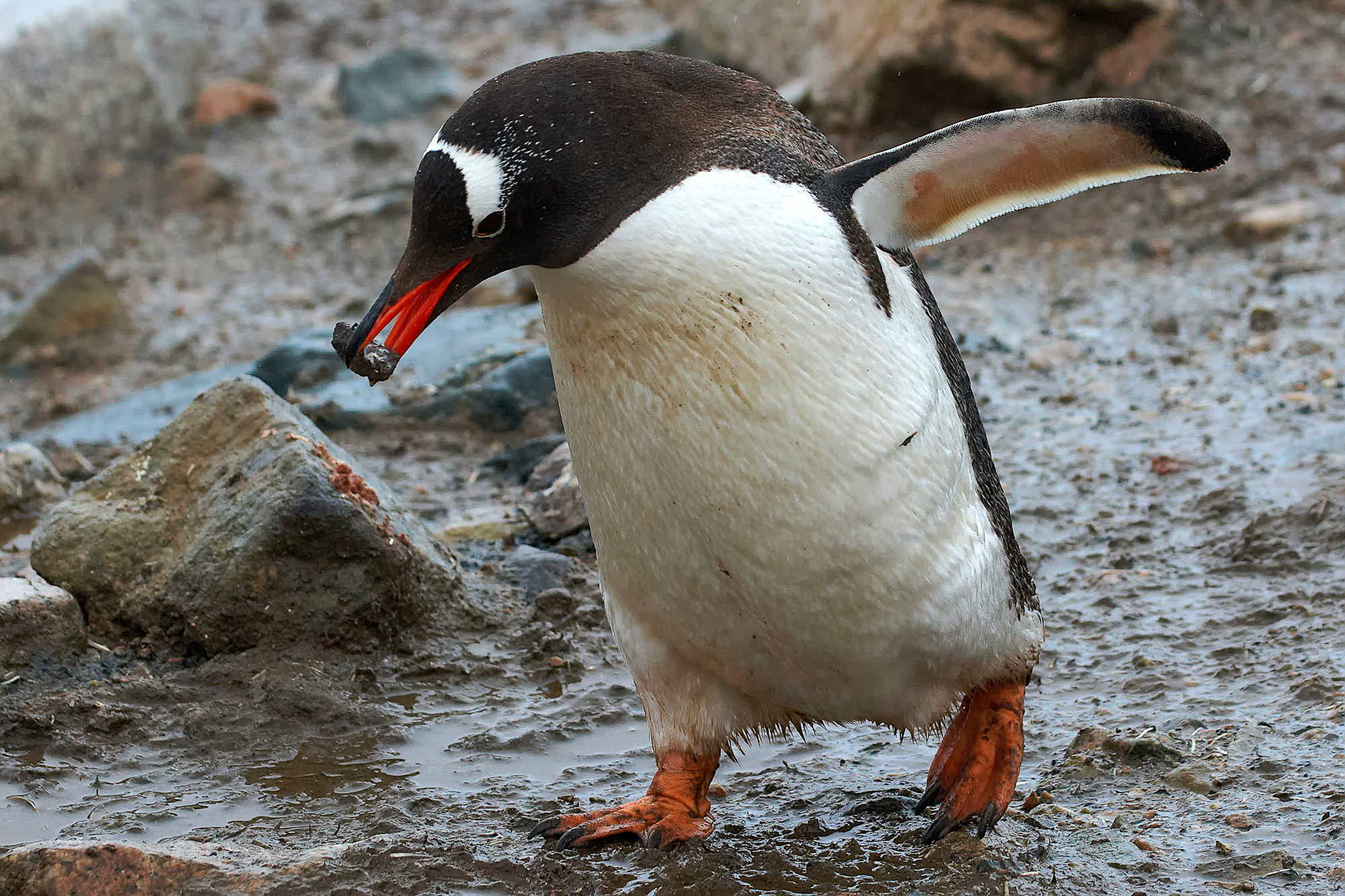 Eselspinguin