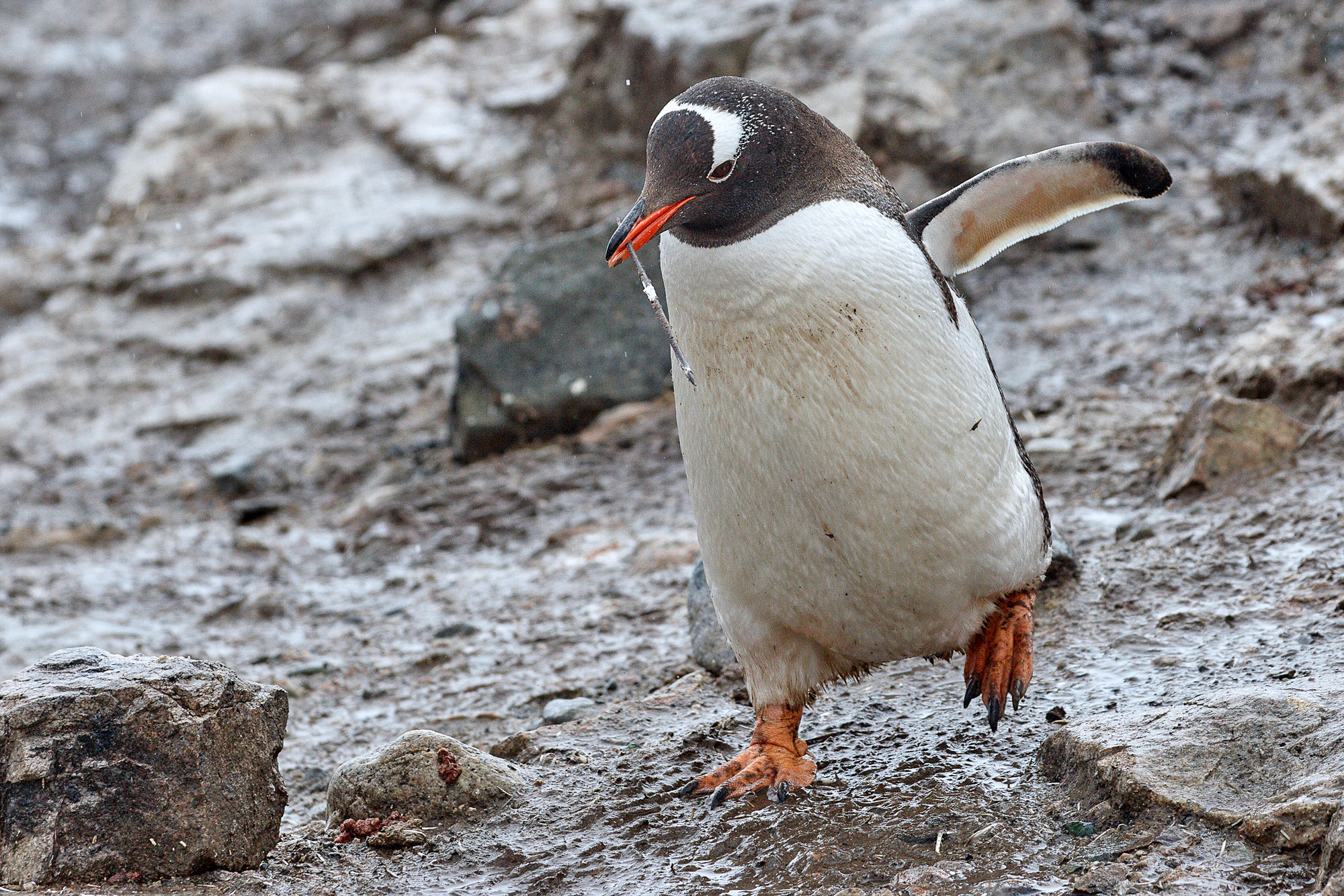 Eselspinguin beim Nestbau