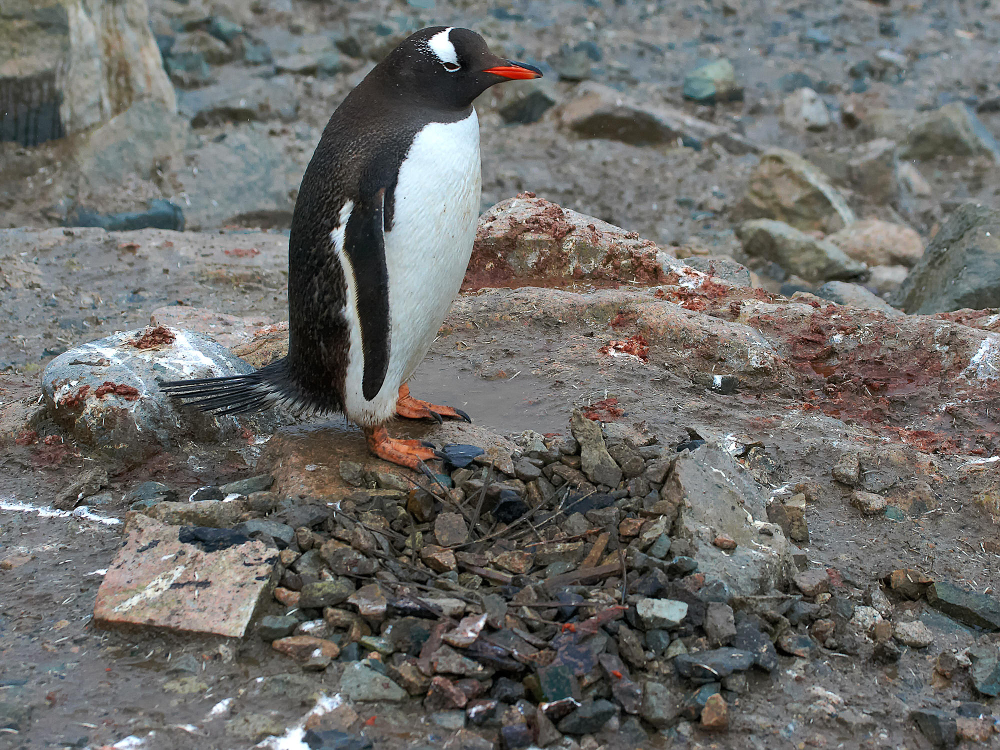 Eselspinguin und sein Nest