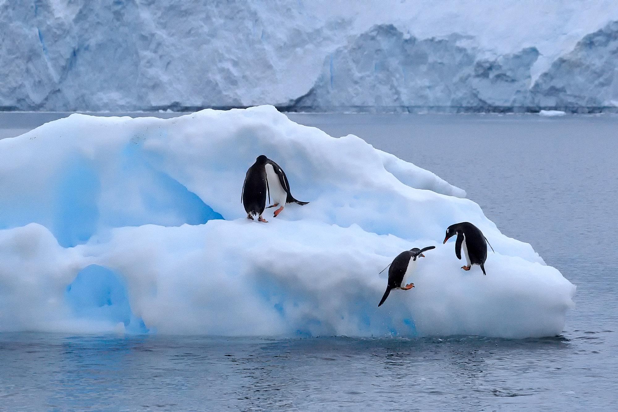 spielende Eselspinguine