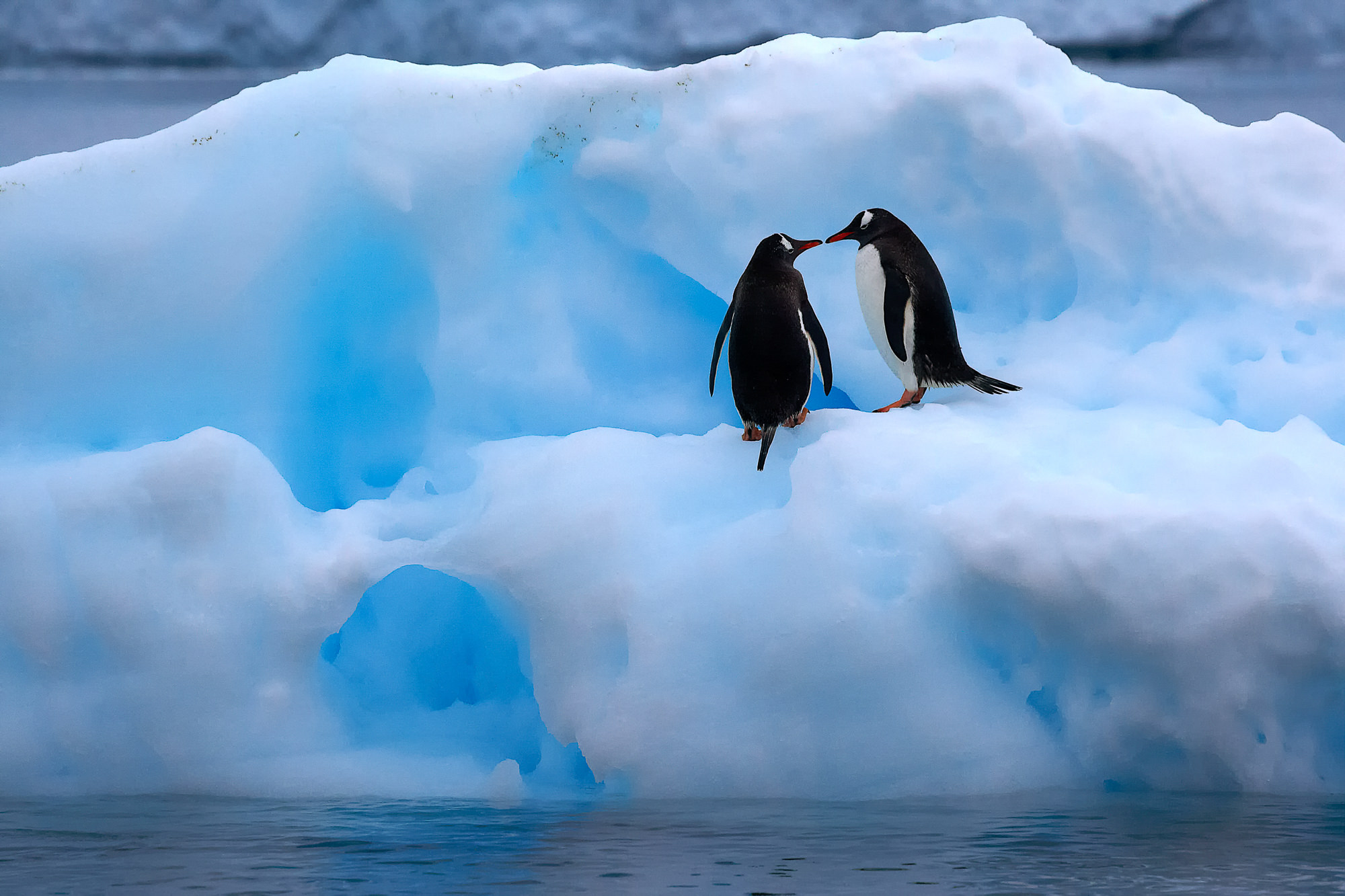 spielende Eselspinguine