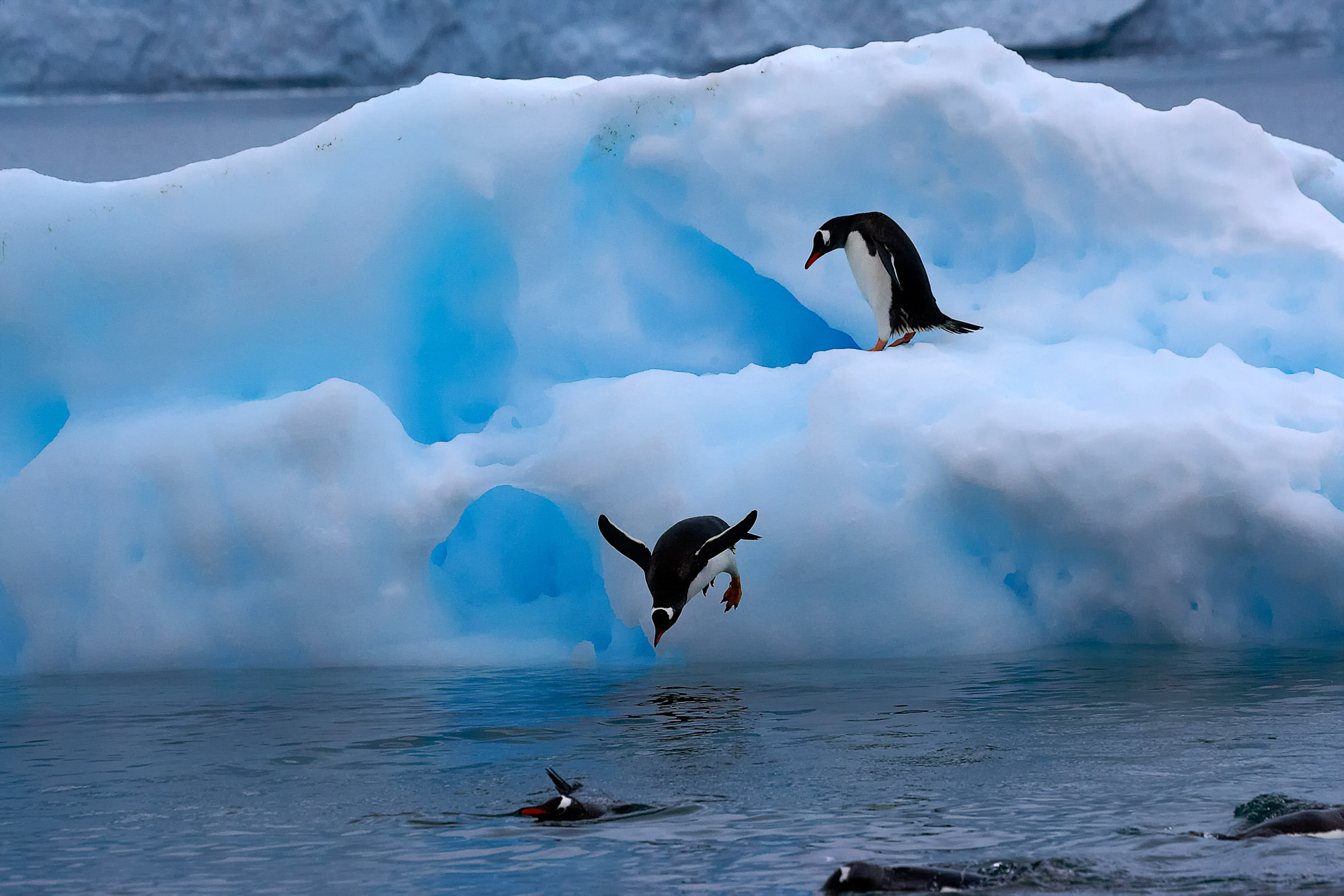 spielende Eselspinguine