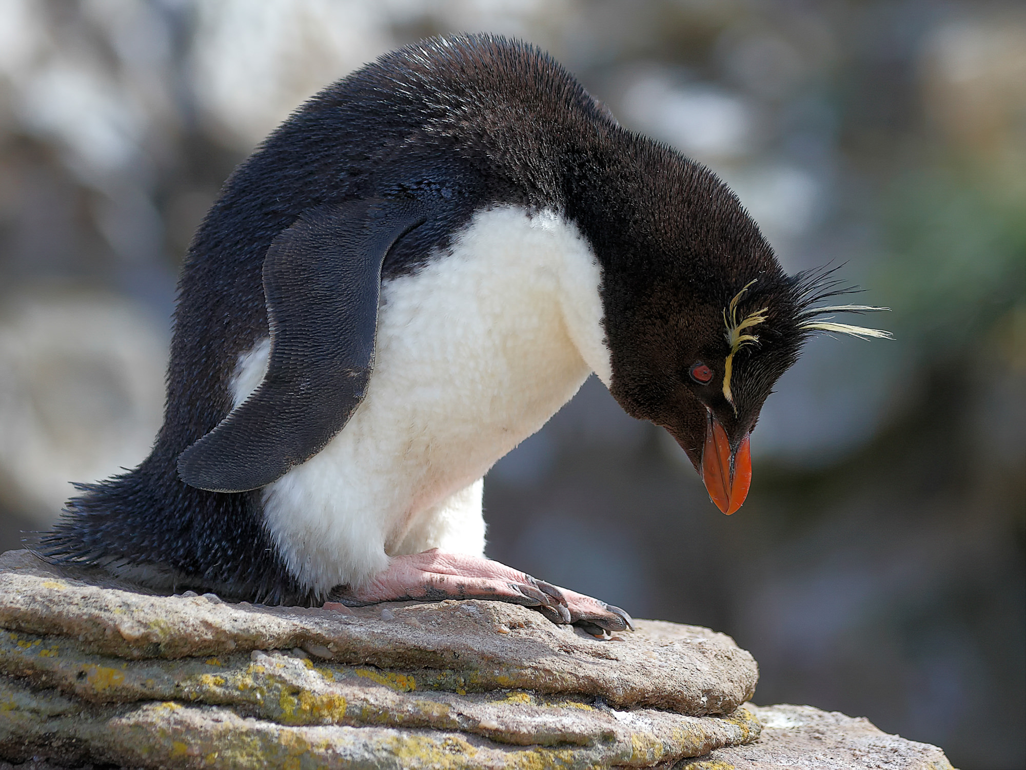 Felsenpinguin