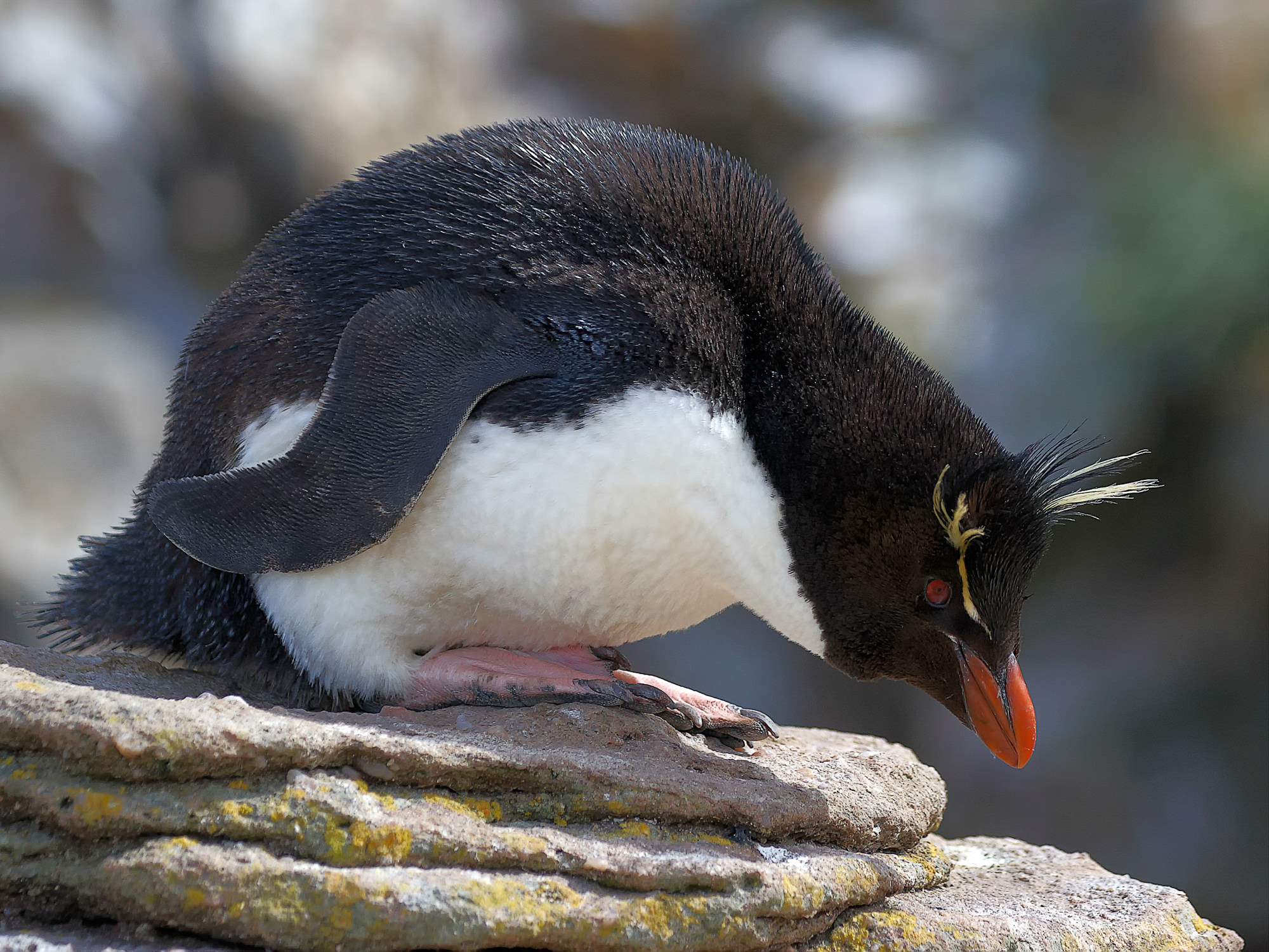 Felsenpinguin