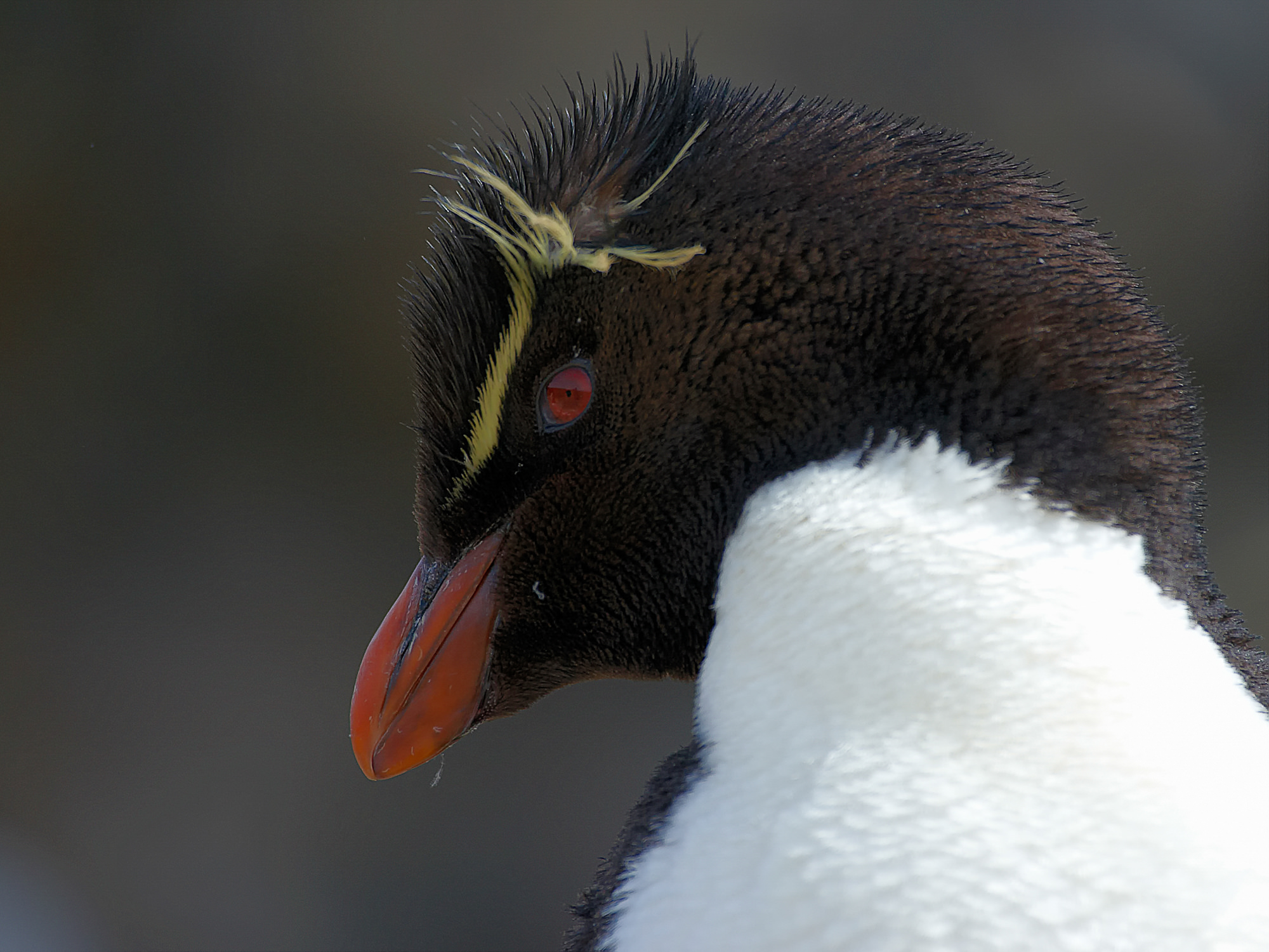 Felsenpinguin
