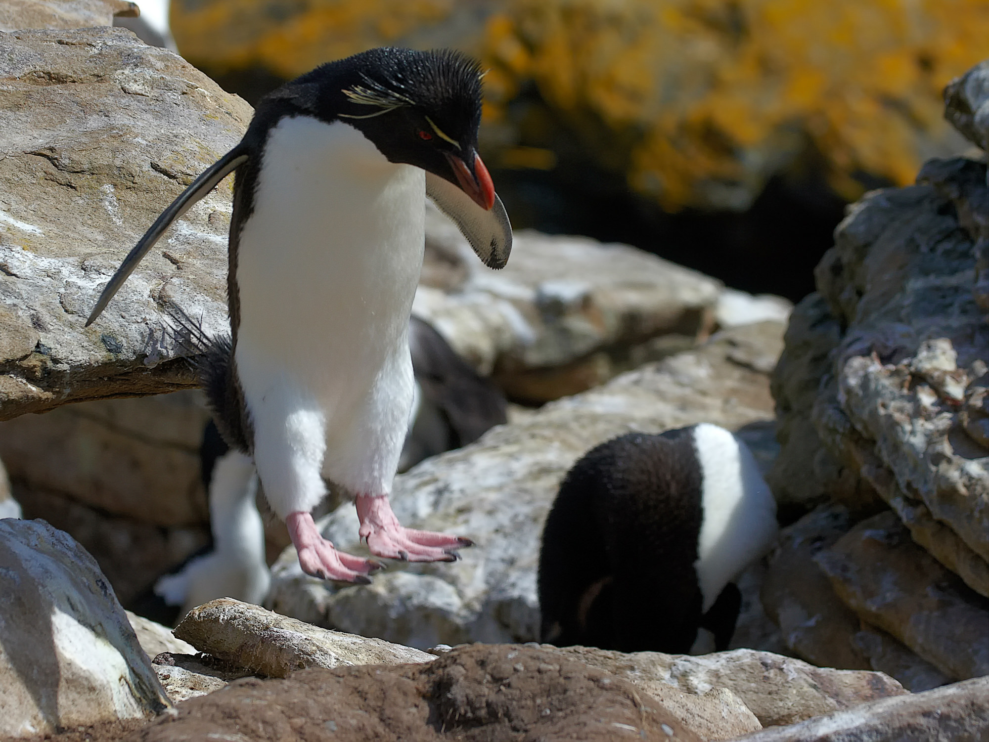 Felsenpinguin