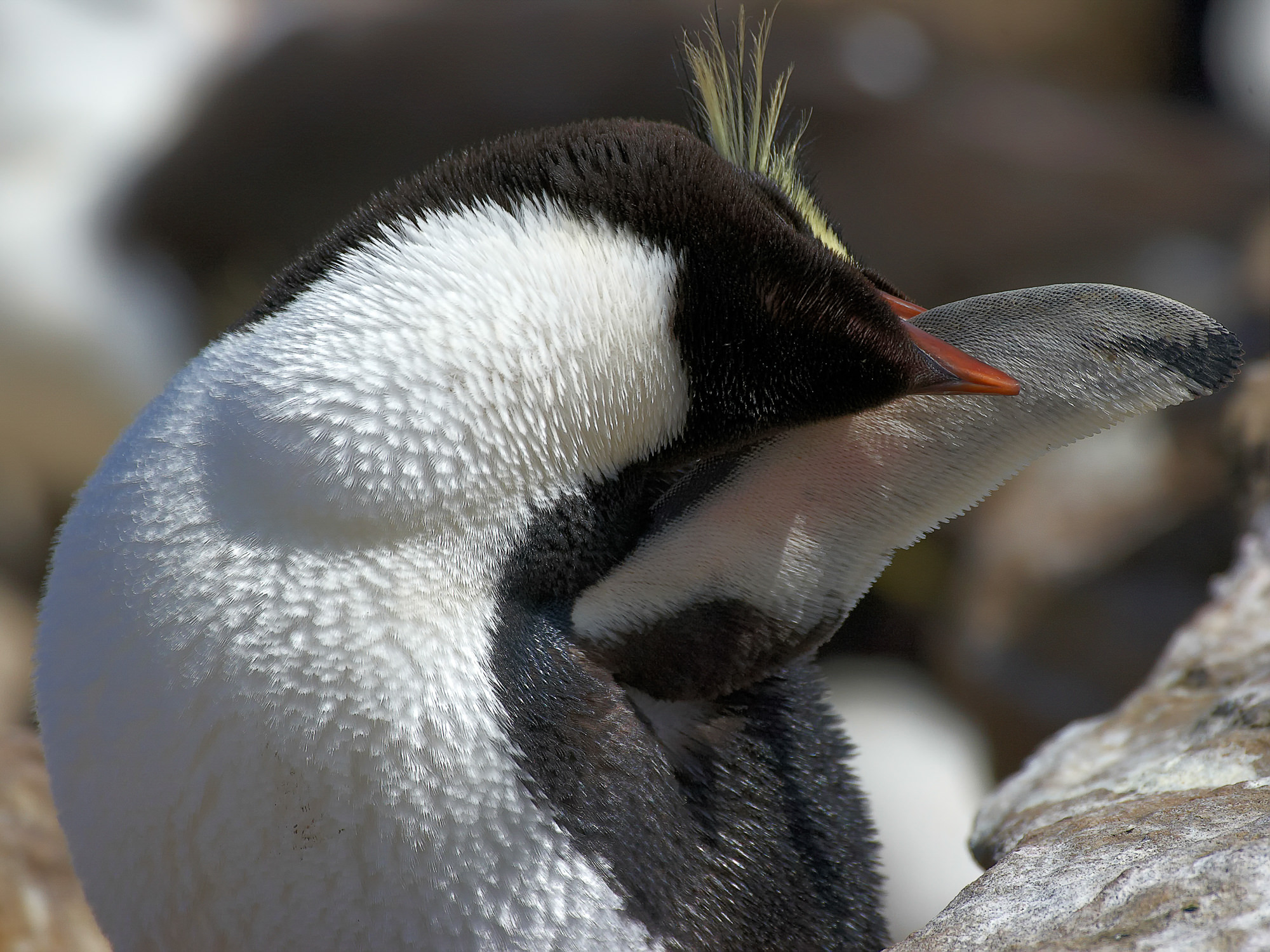 Felsenpinguin
