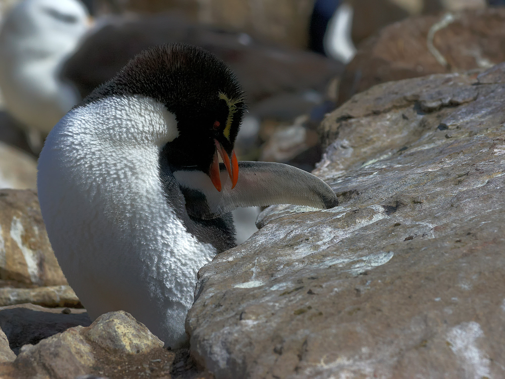 Felsenpinguin