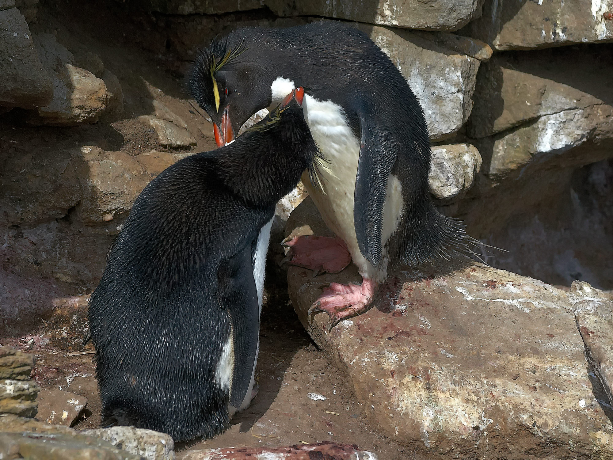 Felsenpinguin