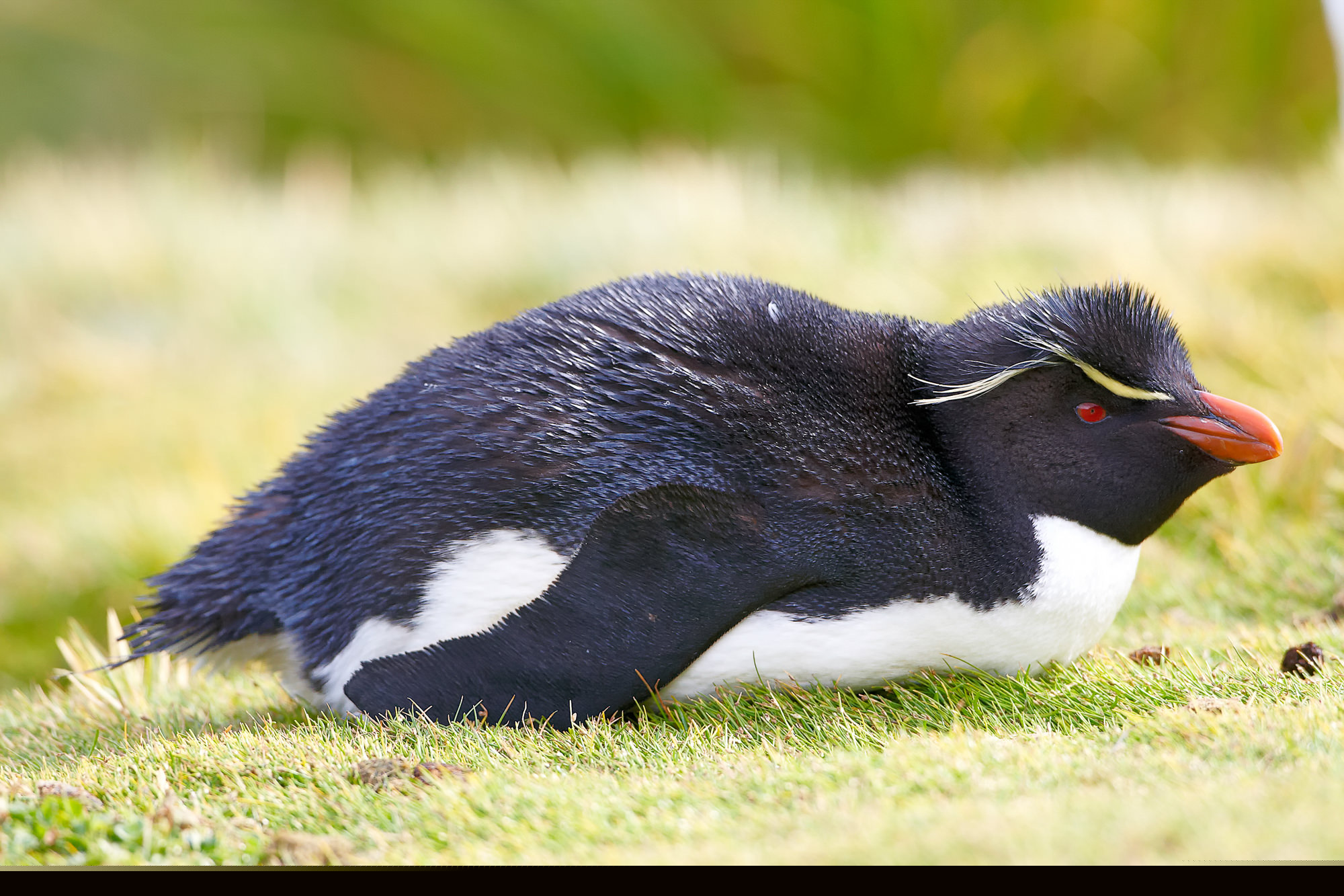 Felsenpinguin