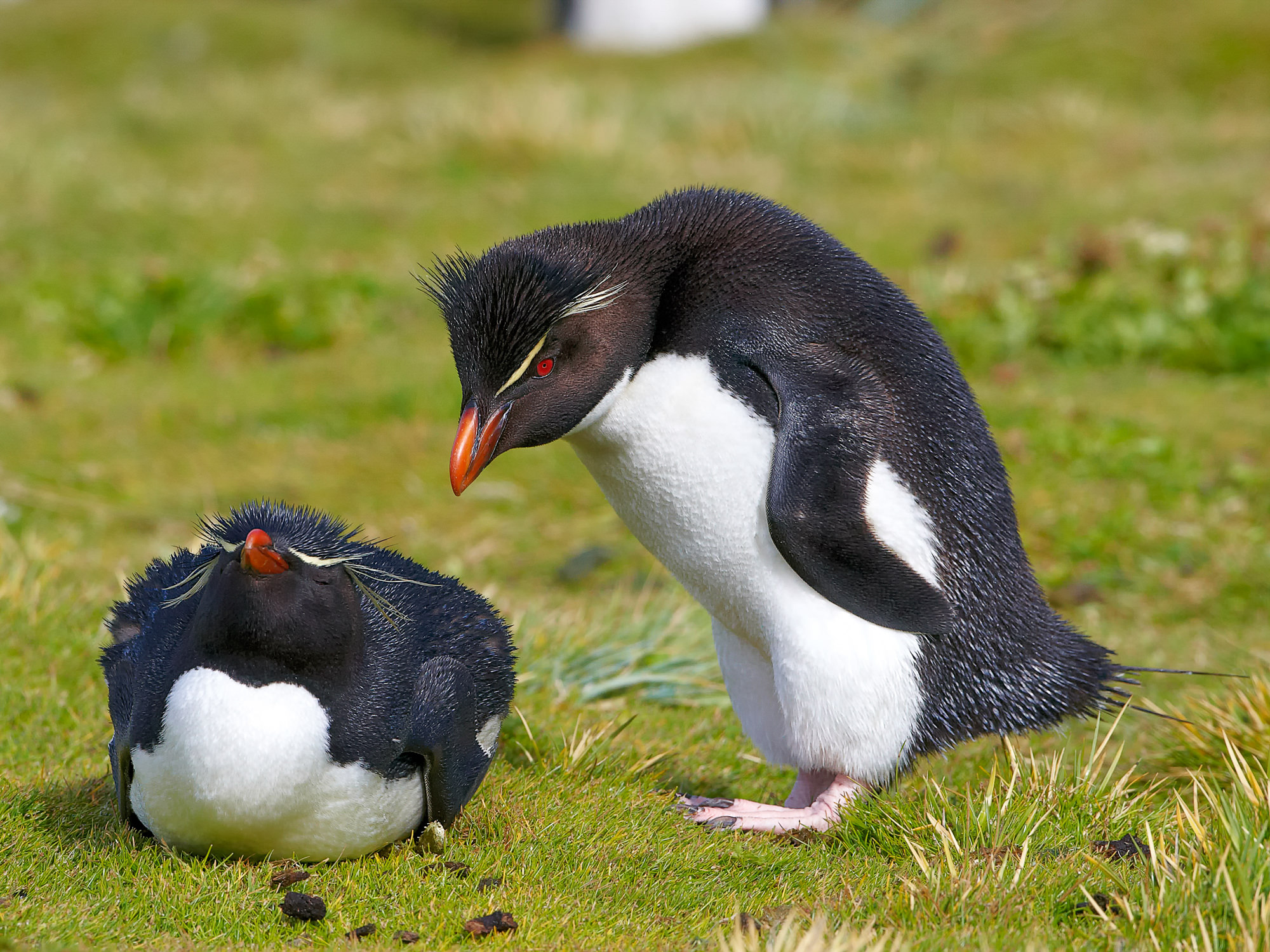 verliebte Felsenpinguine