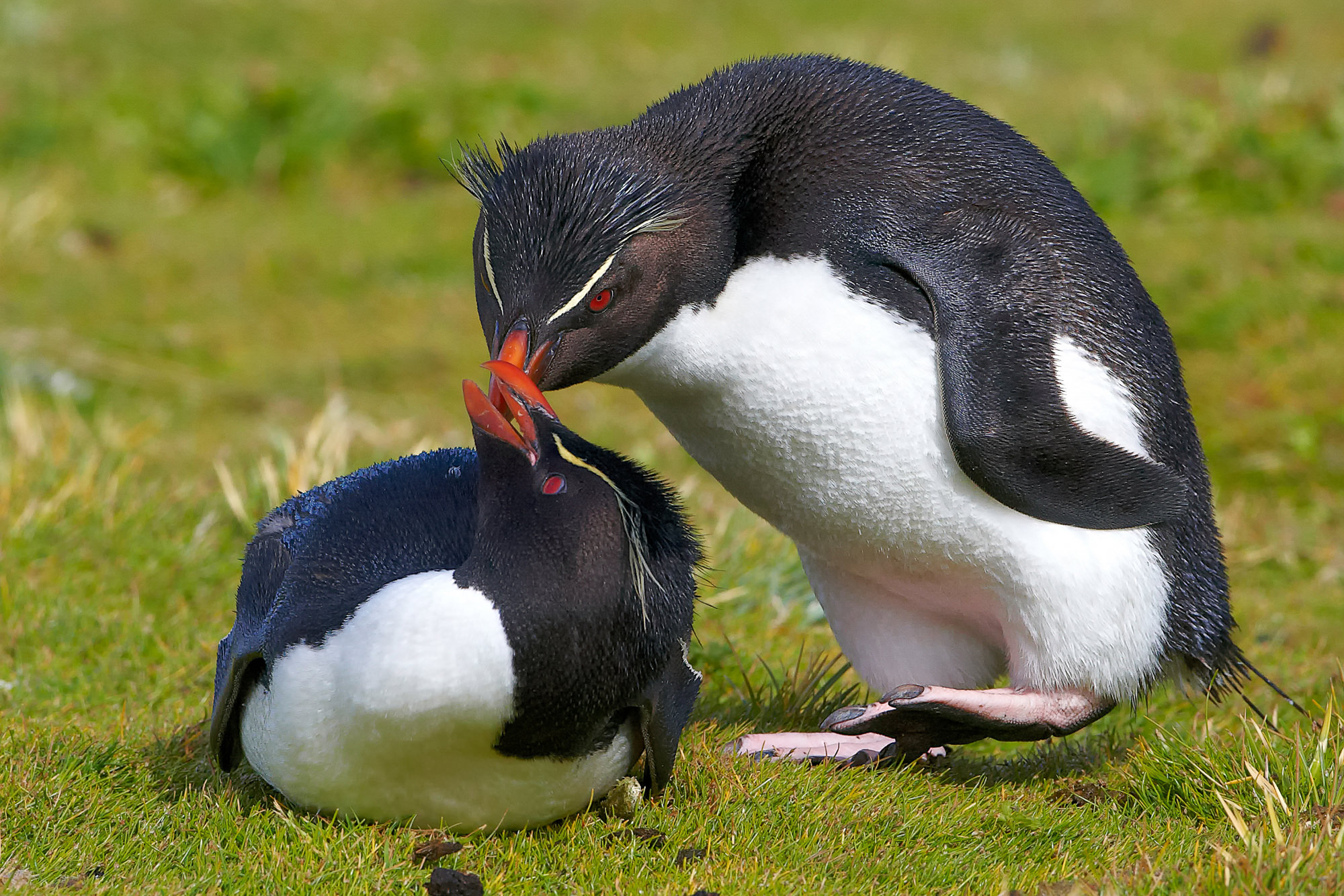 verliebte Felsenpinguine