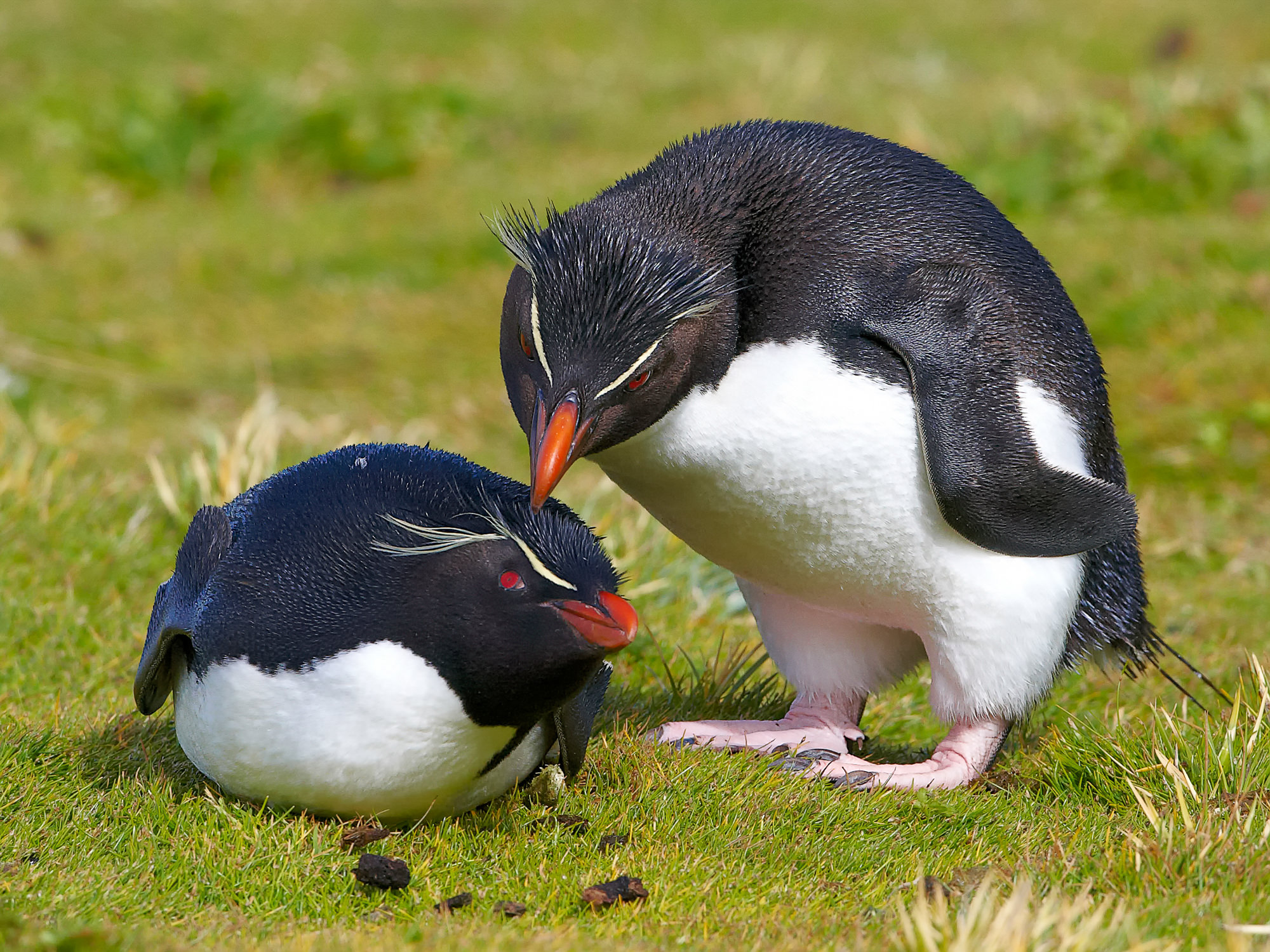 verliebte Felsenpinguine