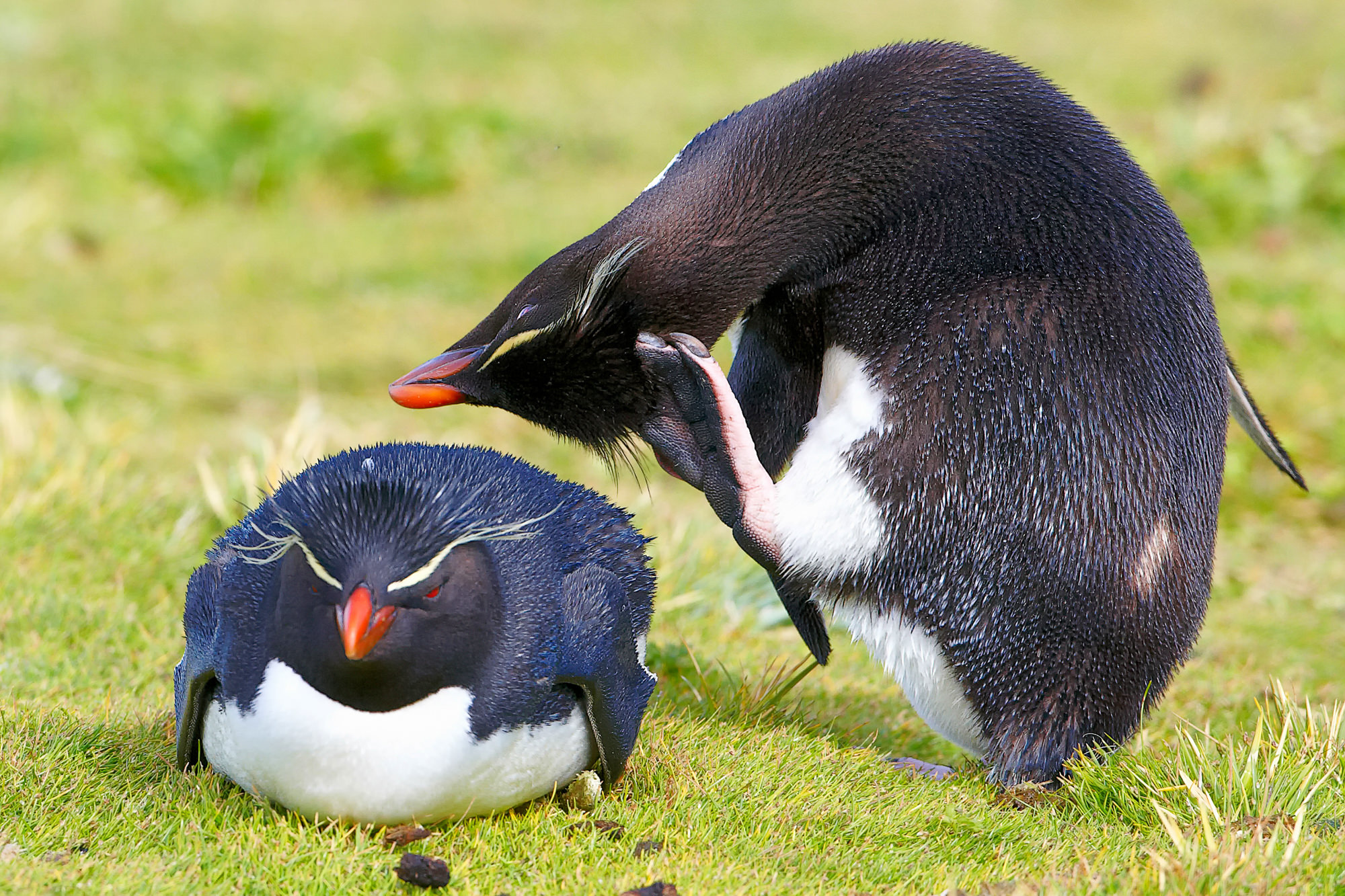 verliebte Felsenpinguine
