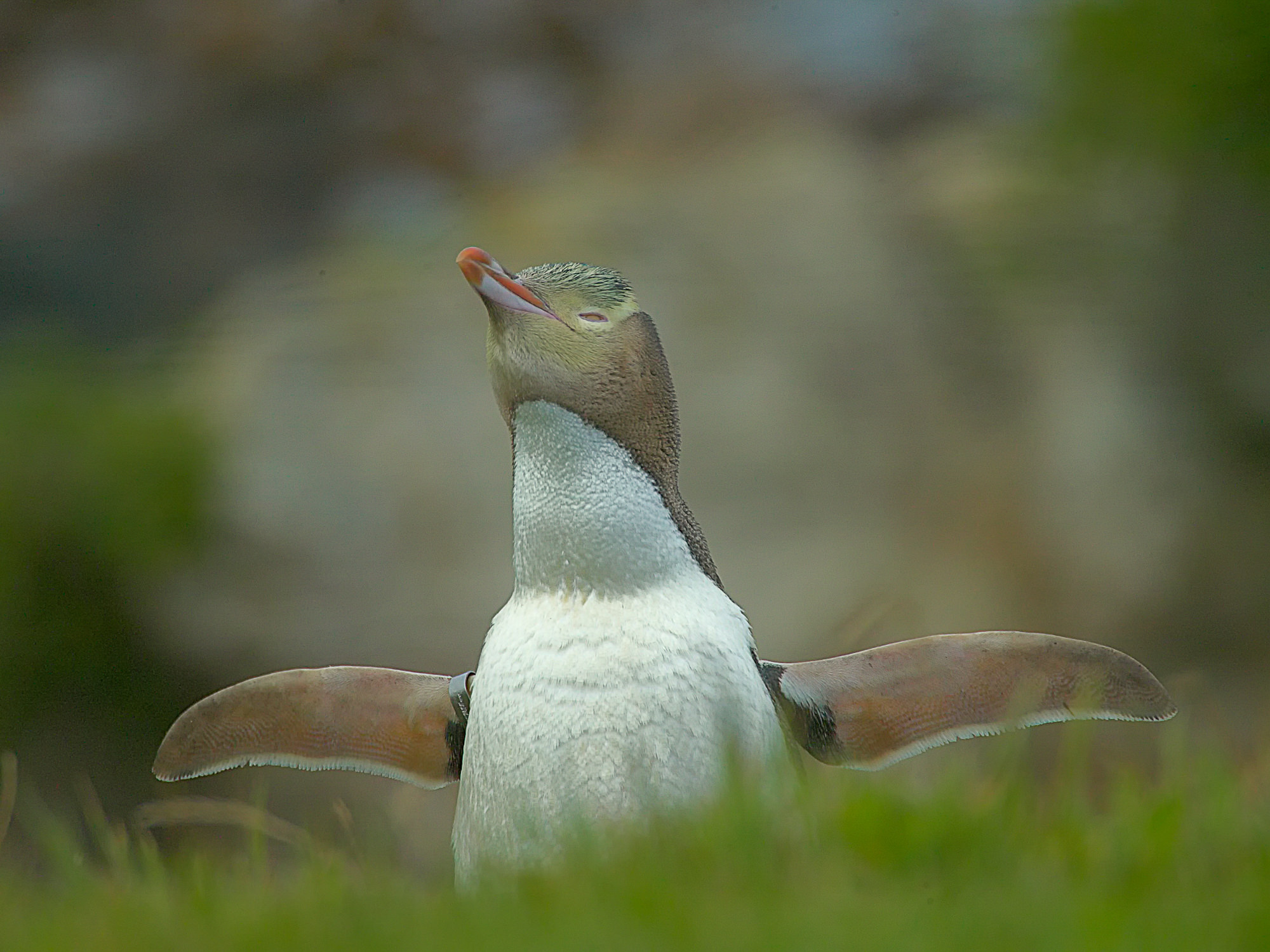 Gelbaugenpinguin, Neuseeland