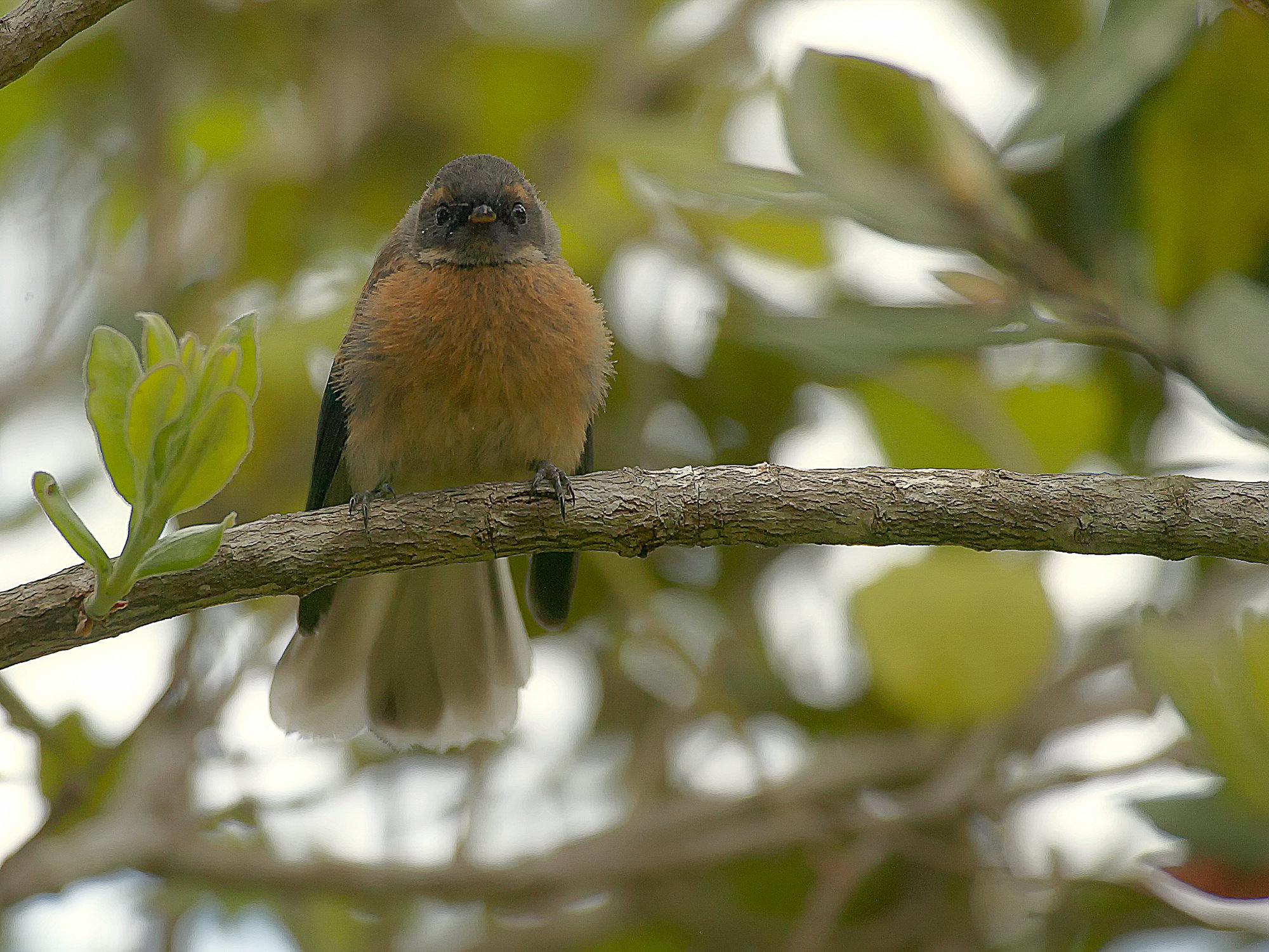 Graufächerschwanz im Wenderholm Regional Park, Neuseeland