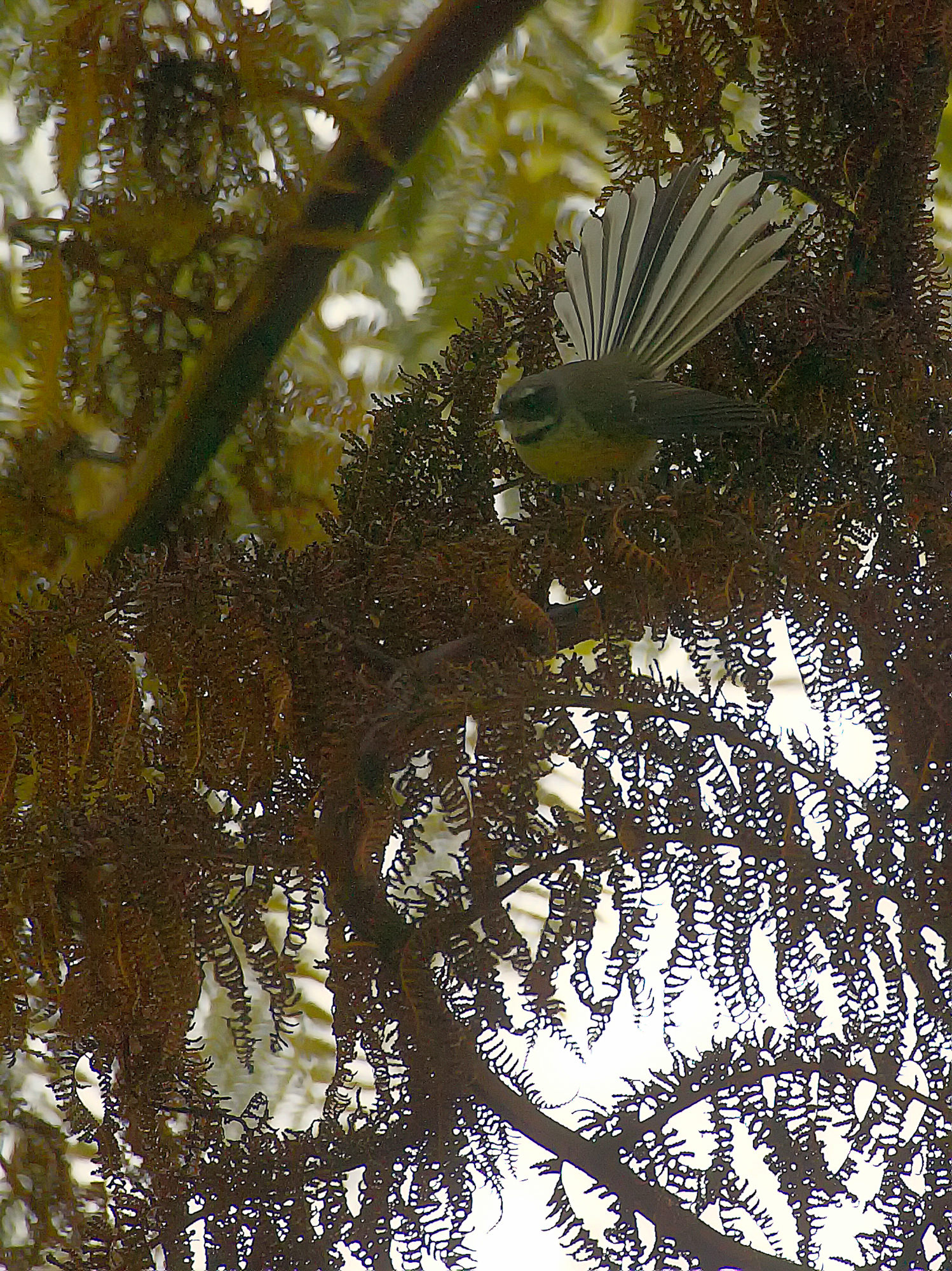 Graufächerschwanz im Wenderholm Regional Park, Neuseeland