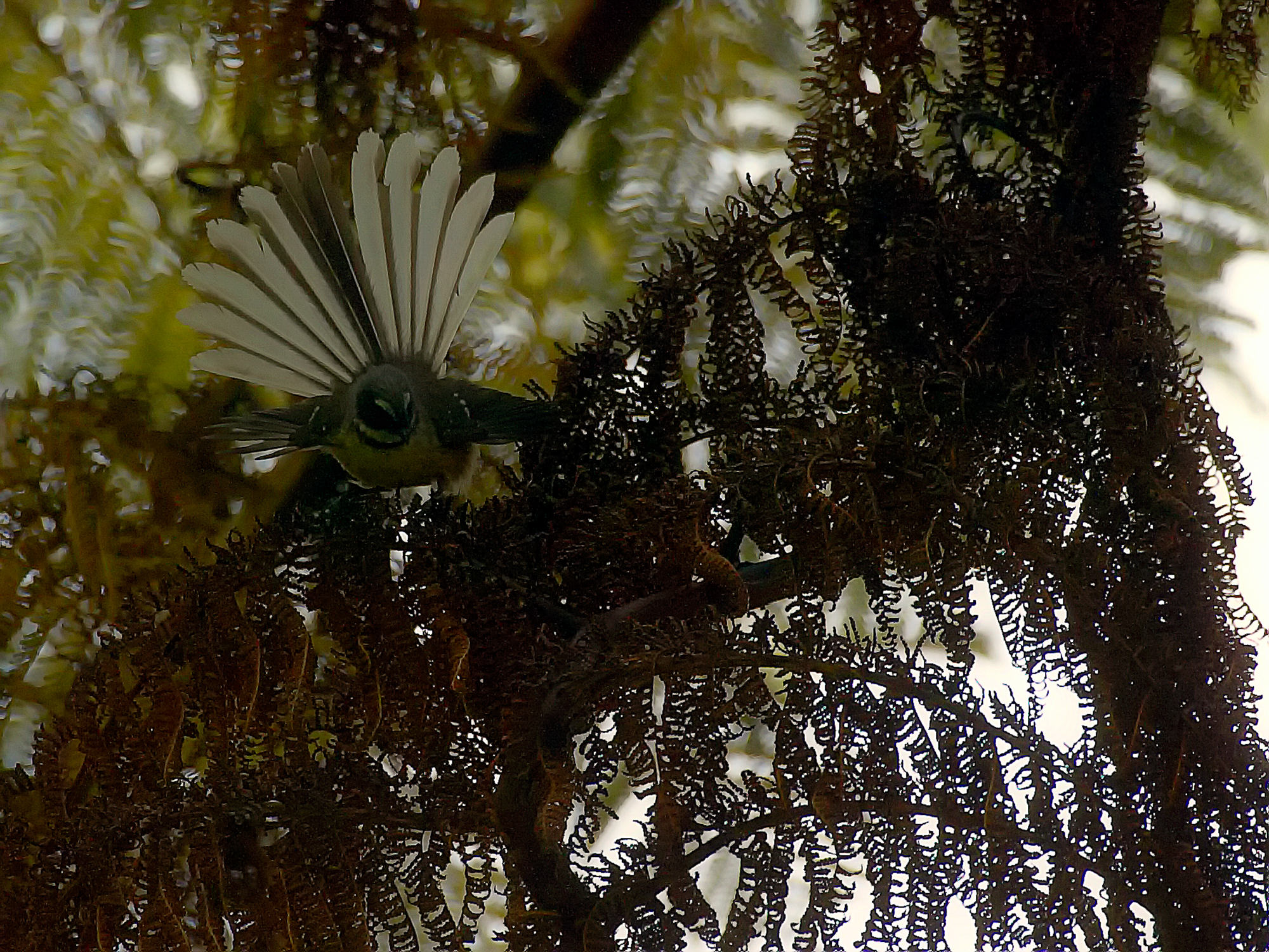 Graufächerschwanz im Wenderholm Regional Park, Neuseeland