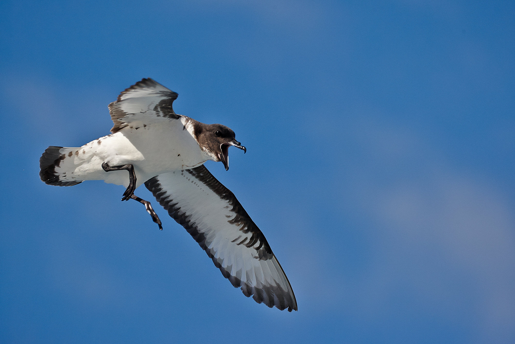 Kapsturmvogel