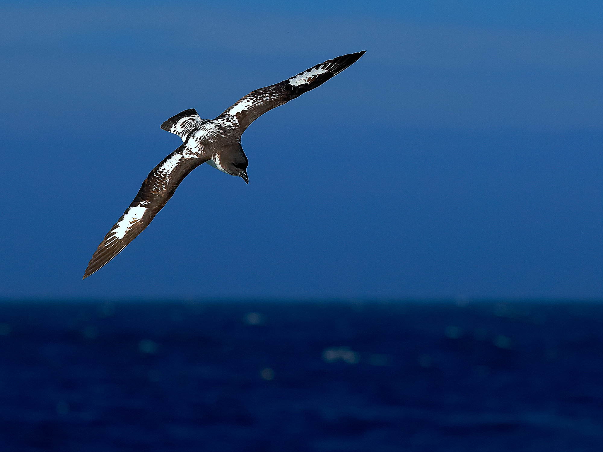 Kapsturmvogel
