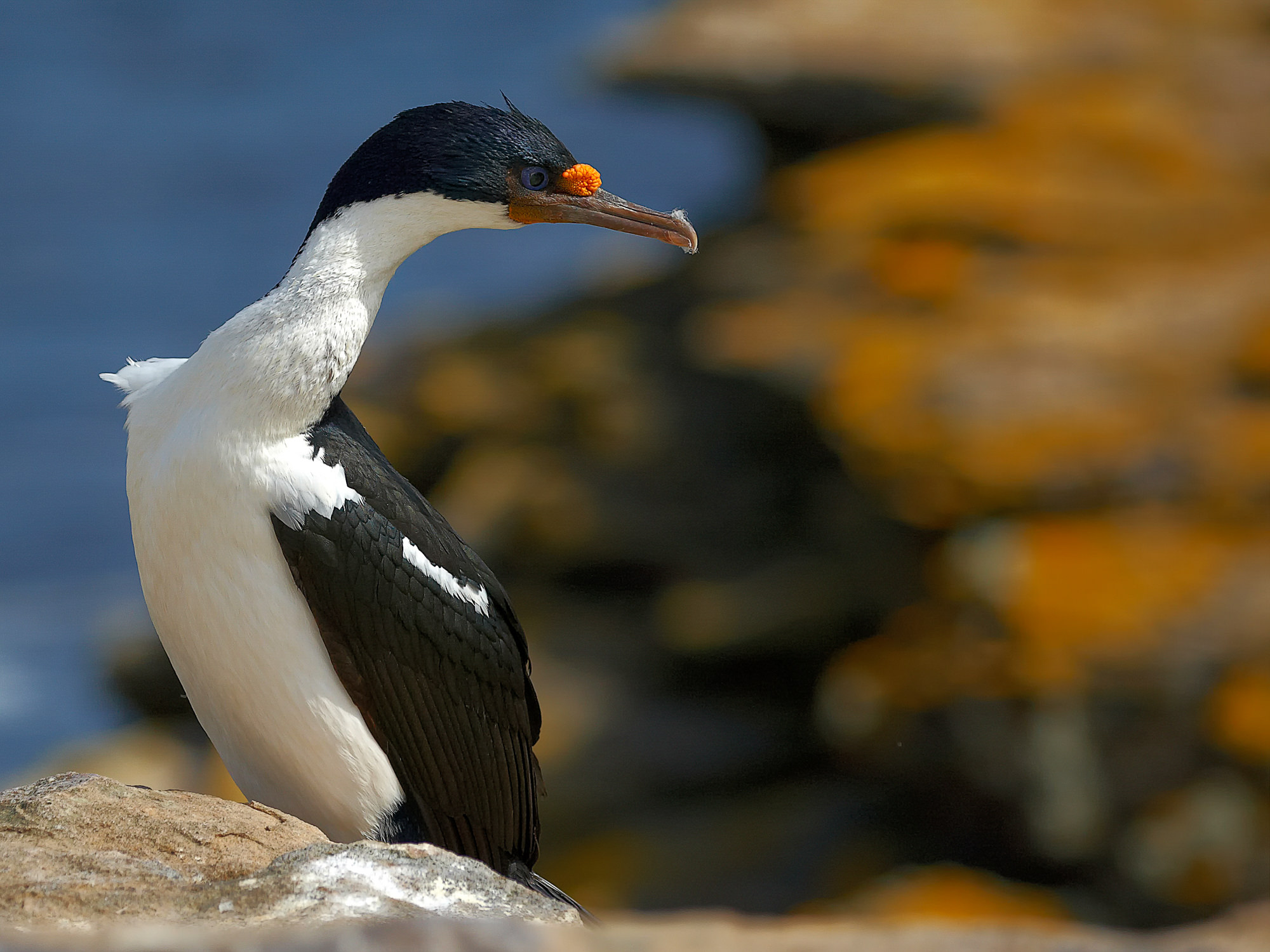 Kormoran, Falklands