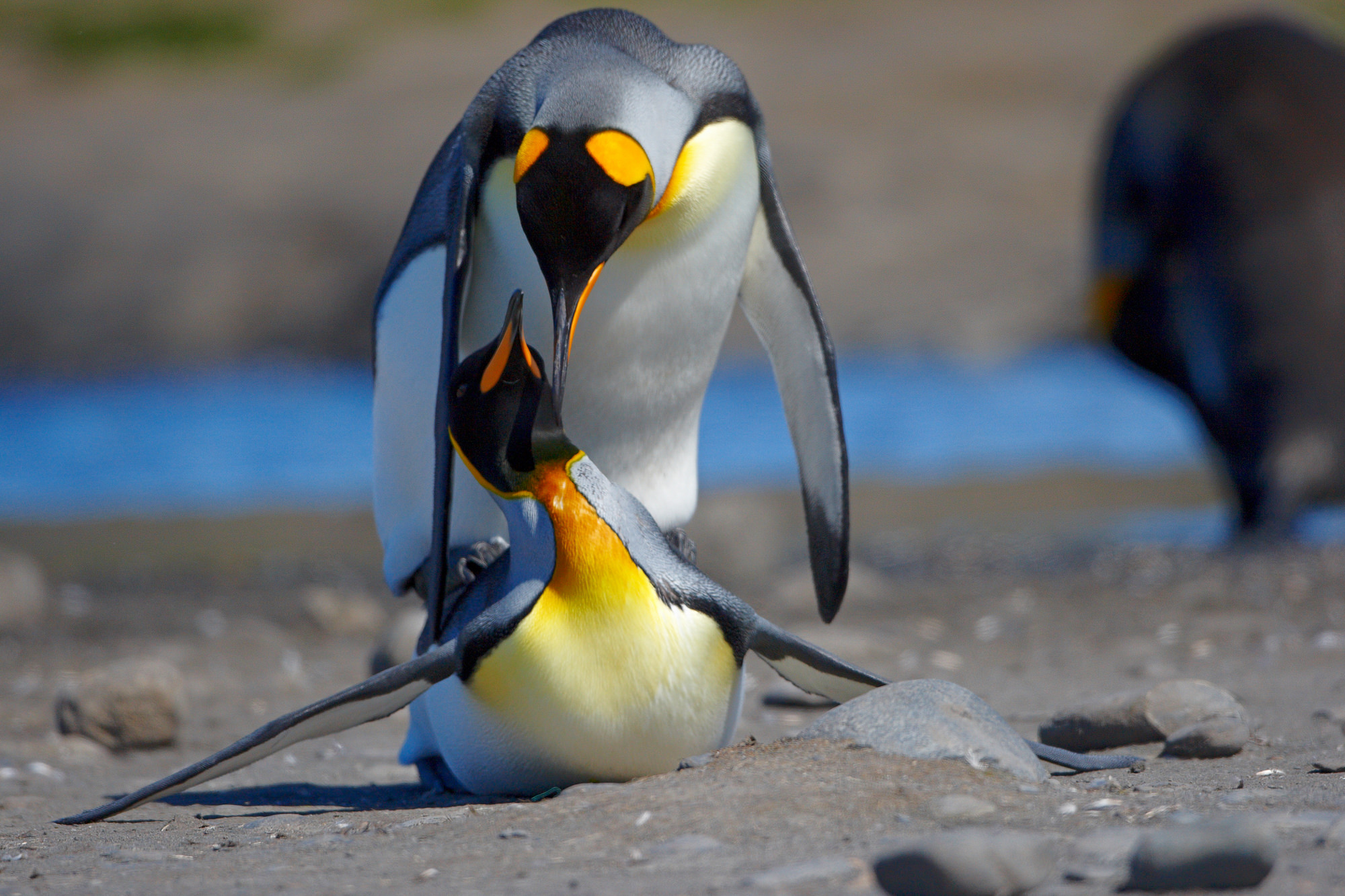 Königspinguine bei der Hochzeit